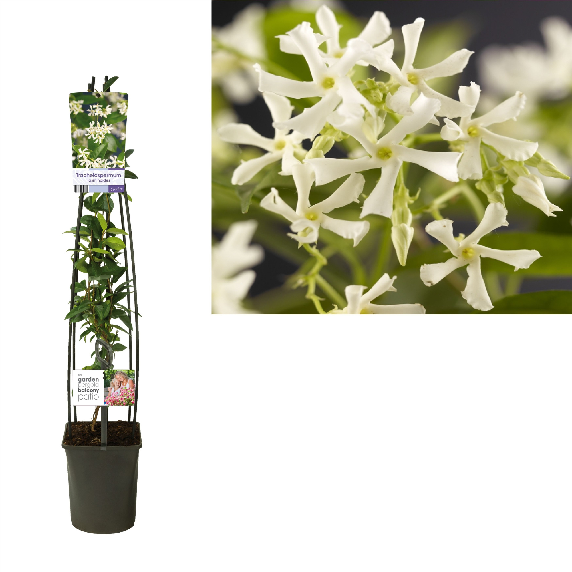 Trachelospermum jasminoides +light label, D 23 cm