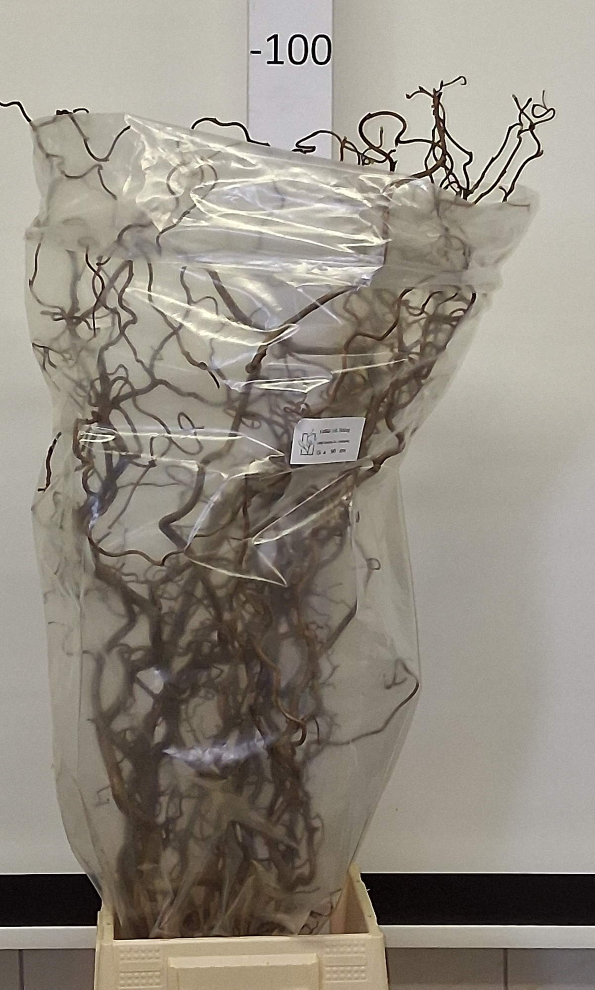 Корилус Конторта 90, шт.