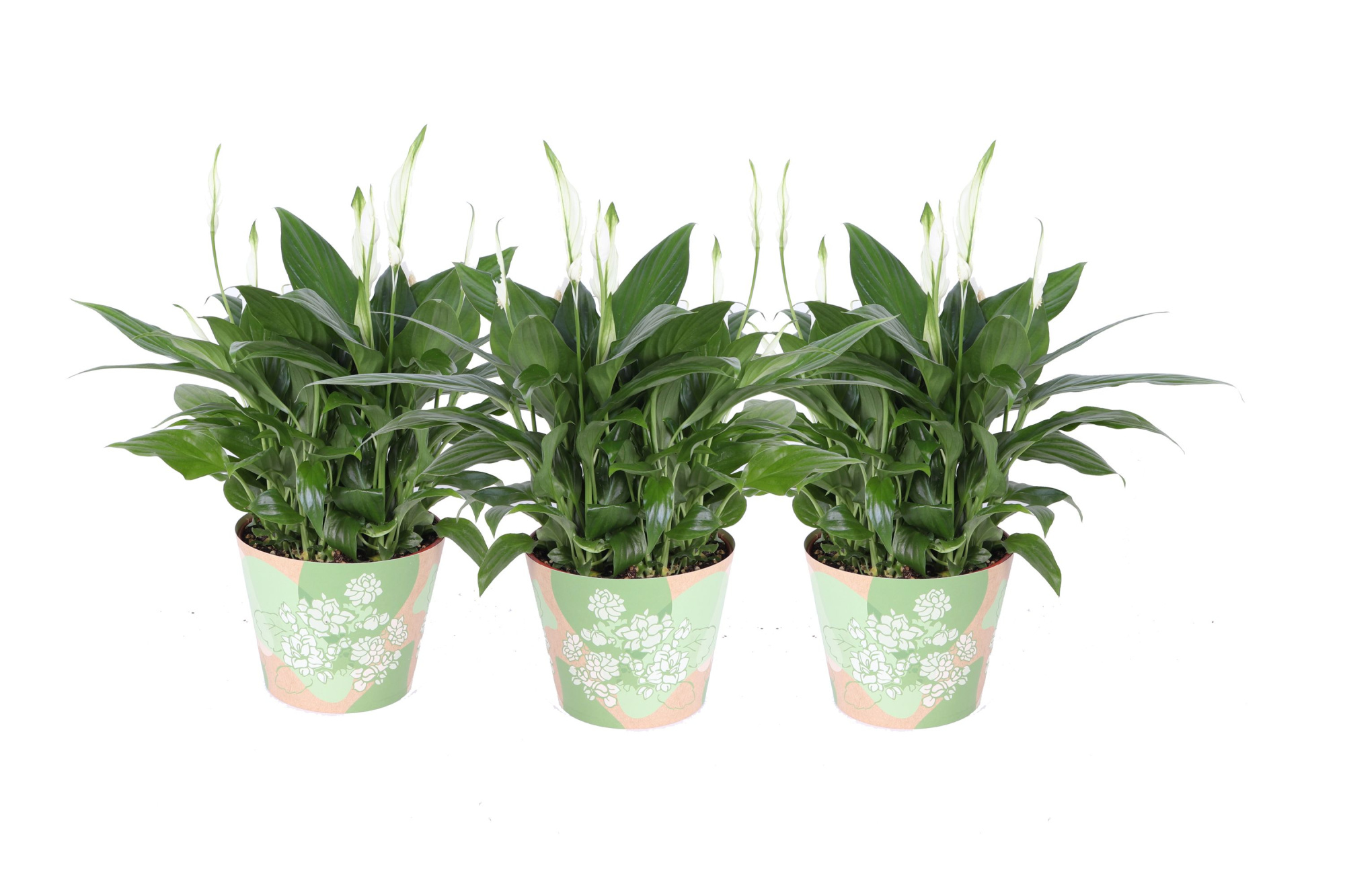 KP-849.6 GR - Spathiphyllum in waterdichte groene smartcup, D 15 cm
