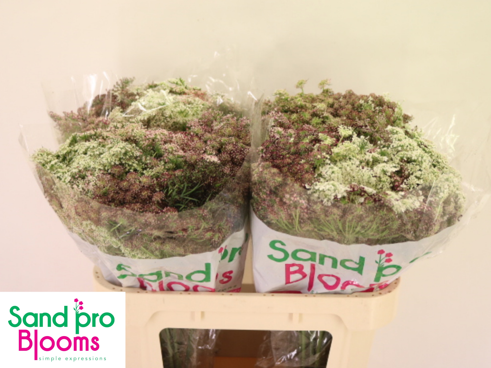 Амми Даукус Карота Дара 70 (бордо), шт.