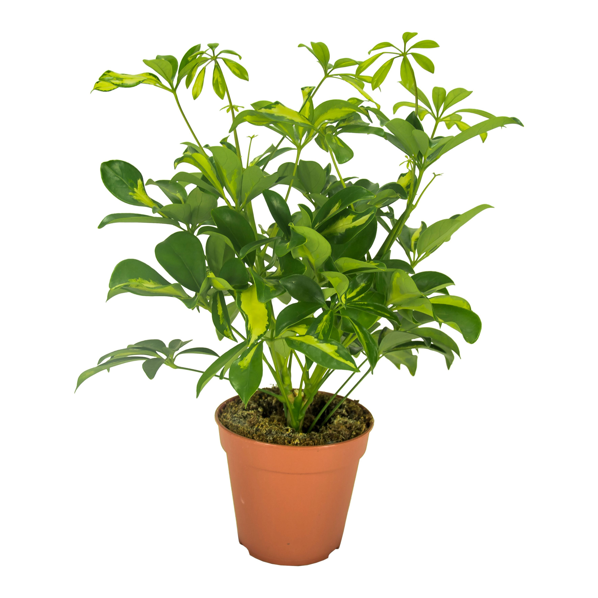 Schefflera Gerda Vertakt, D 13 cm