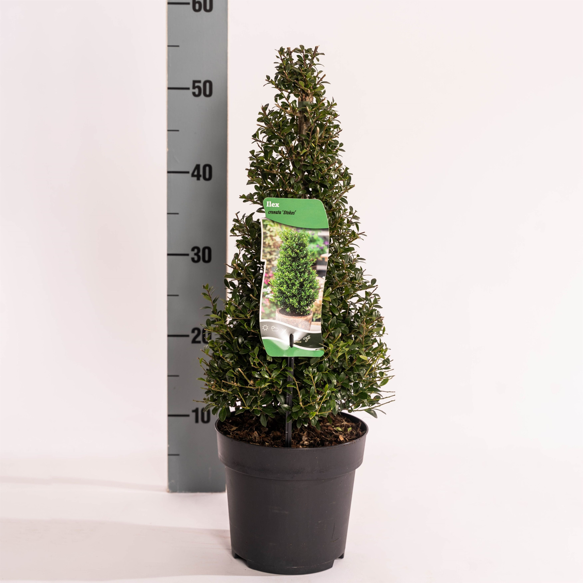 Ilex crenata 'Stokes' KEGEL(Potgekweekt), D 17 cm