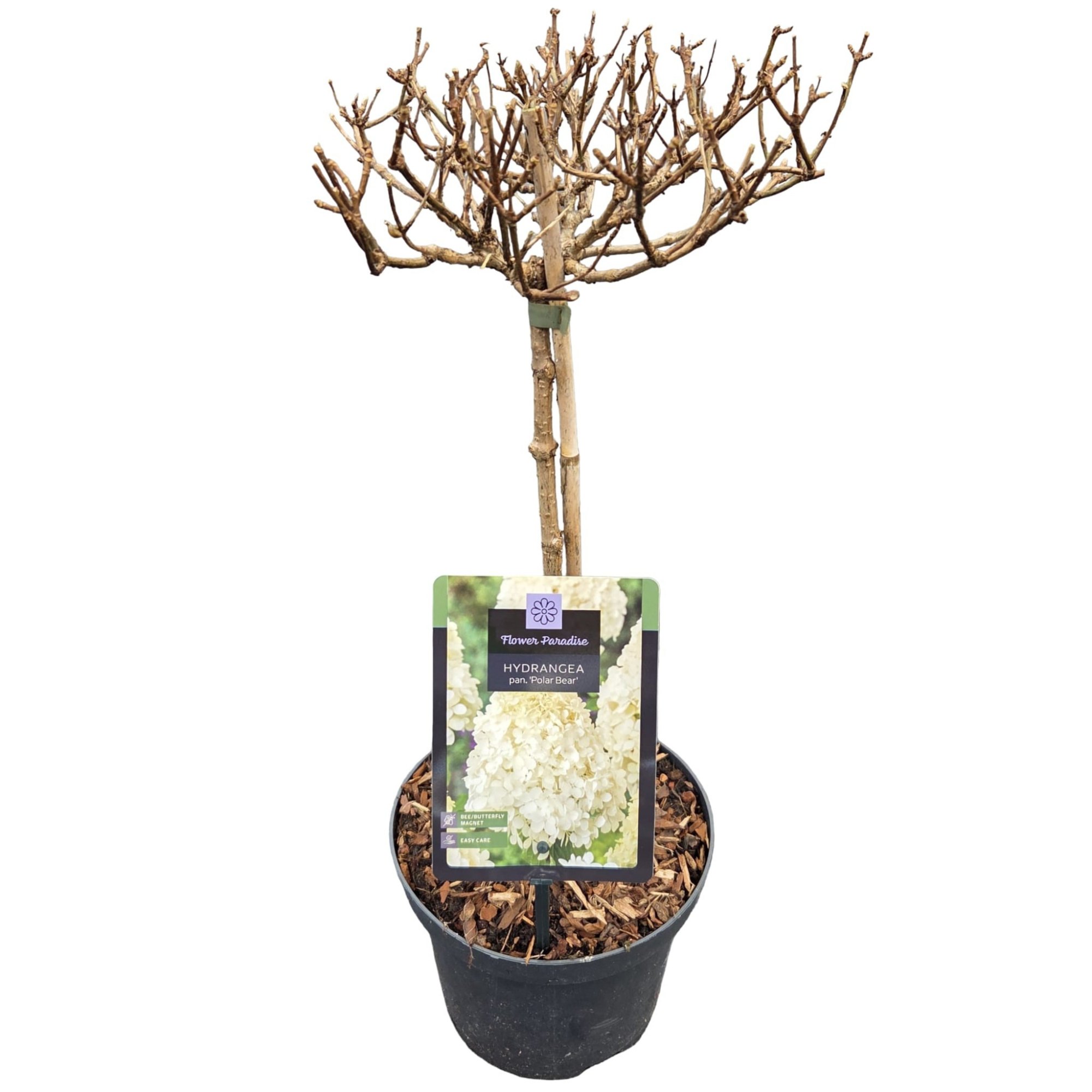 Hydrangea pan. 'Polar Bear' Stam C3, D 19