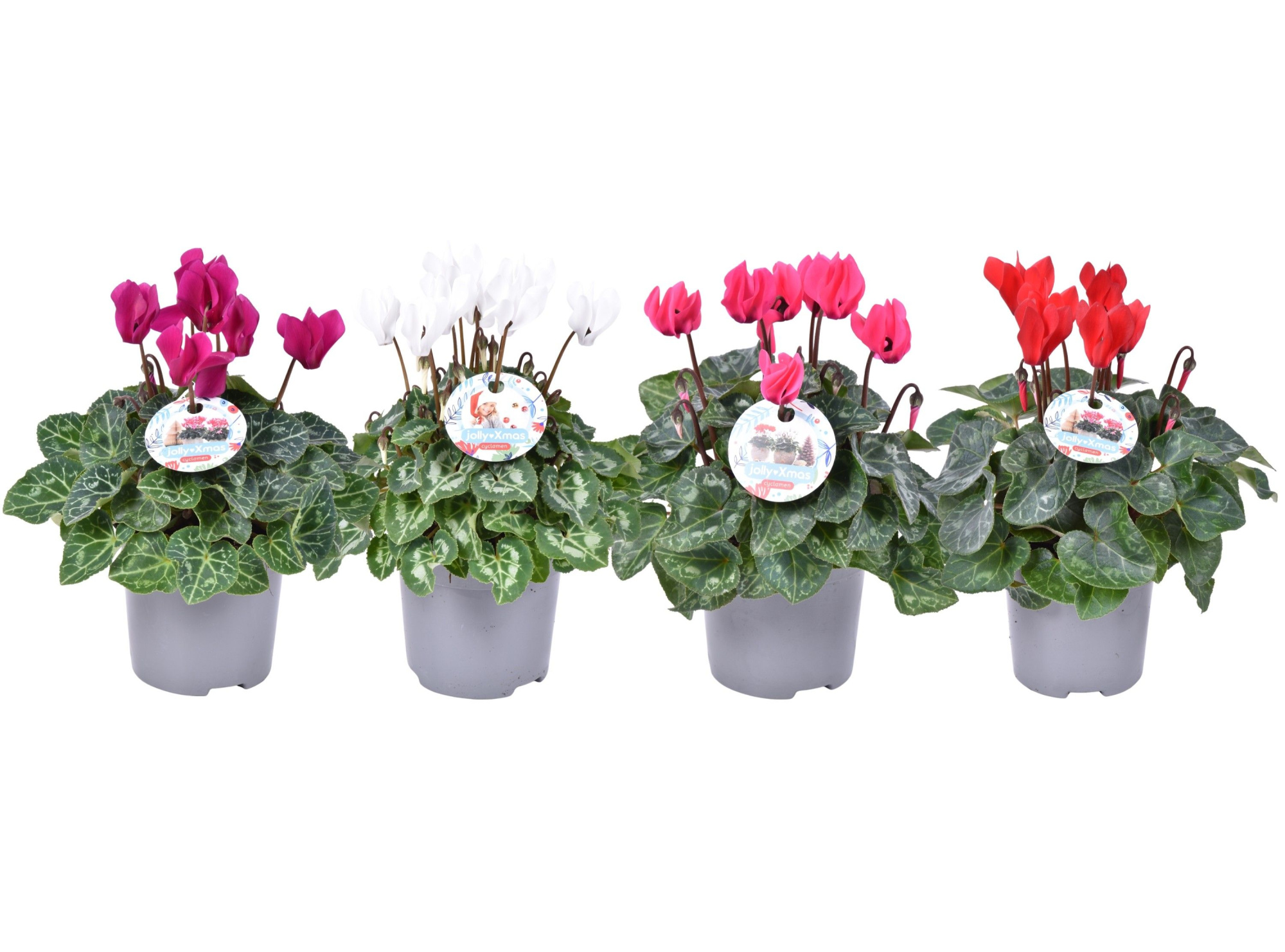 Cycl mini mix + KERST etiket, D 10,5 cm