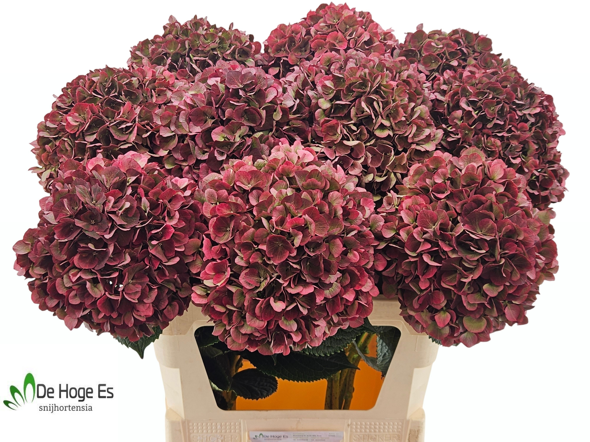 Гортензия Мэджикал Пинк Руби Классик 80, шт.