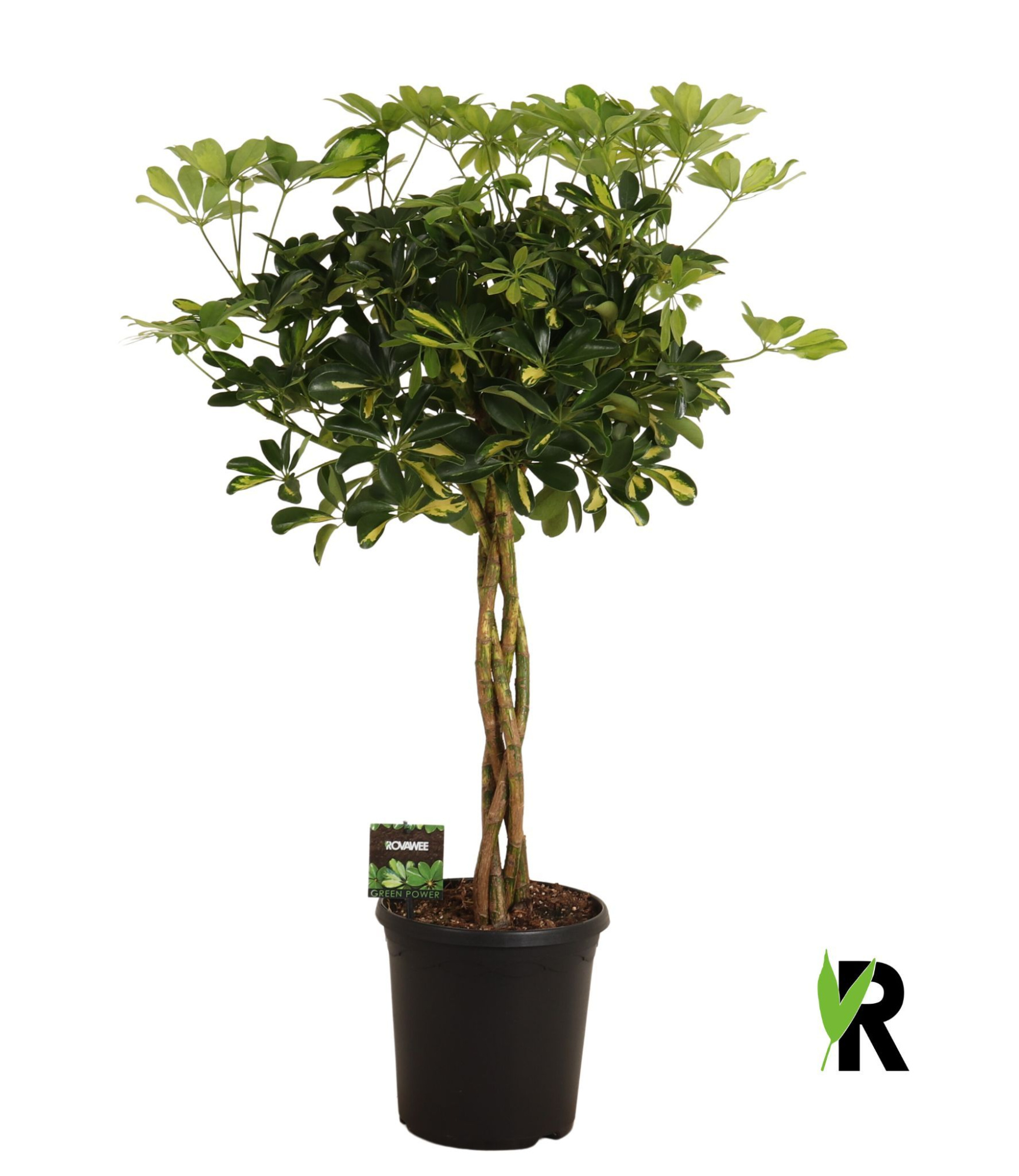 Schefflera arb. Gold Capella gevlochten stam, D 23 cm