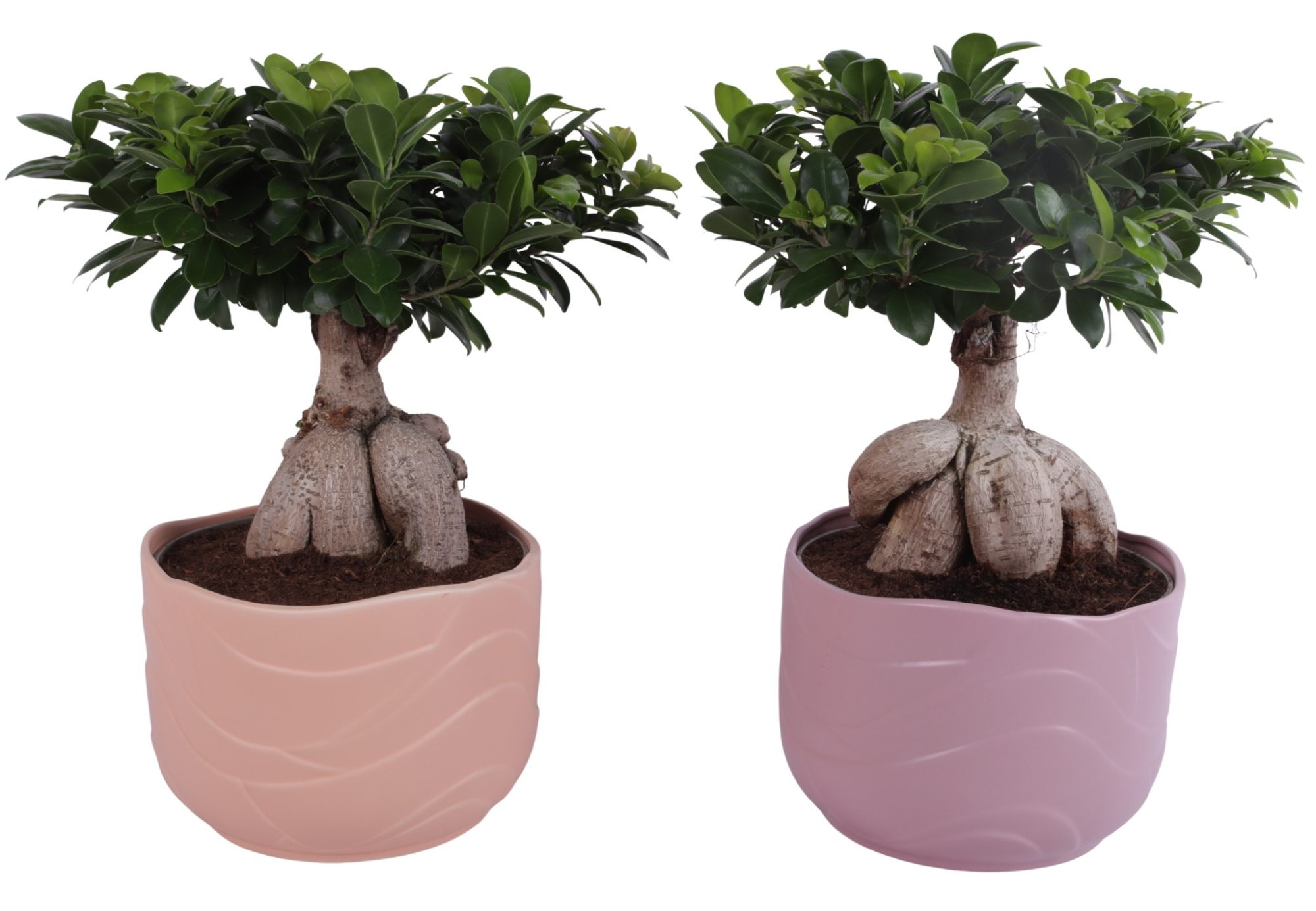 Ficus m. Ginseng Ball Shape Ø24cm in Ø26cm Ceramic SE660, D 26