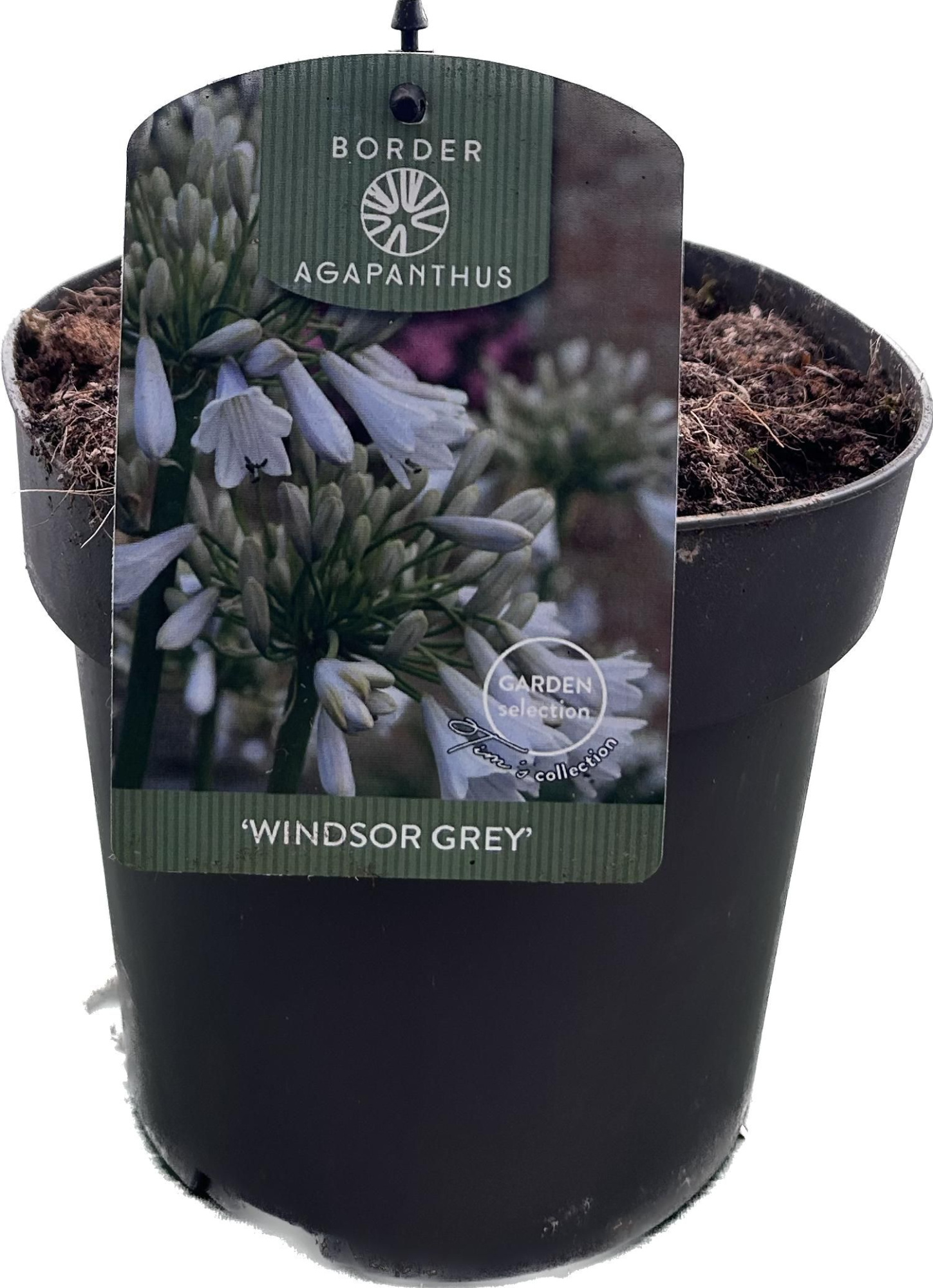 Agapanthus 'Windsor grey' P17 GARDEN, D 17