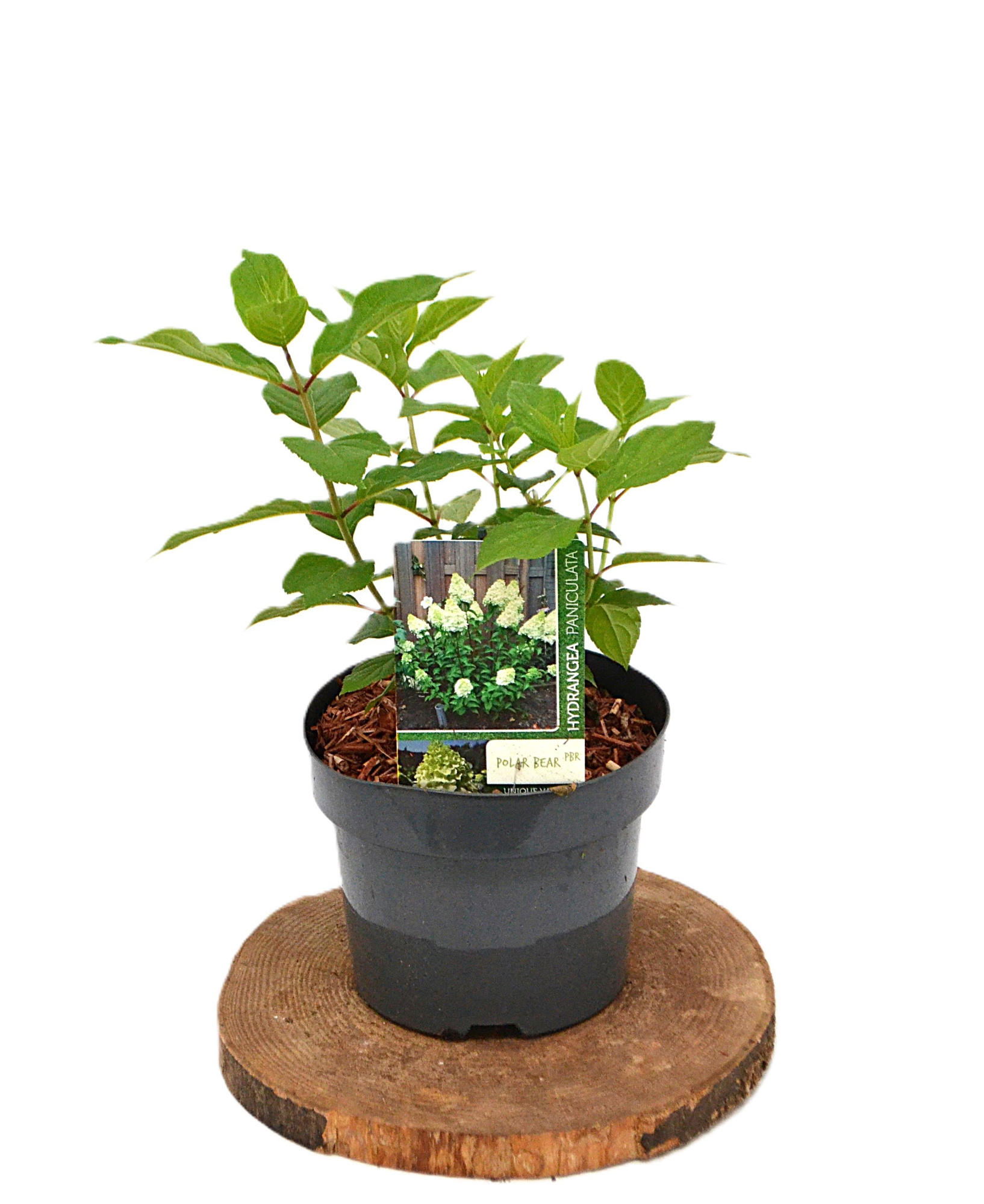 Hydrangea paniculata Polar Bear C3, D 19