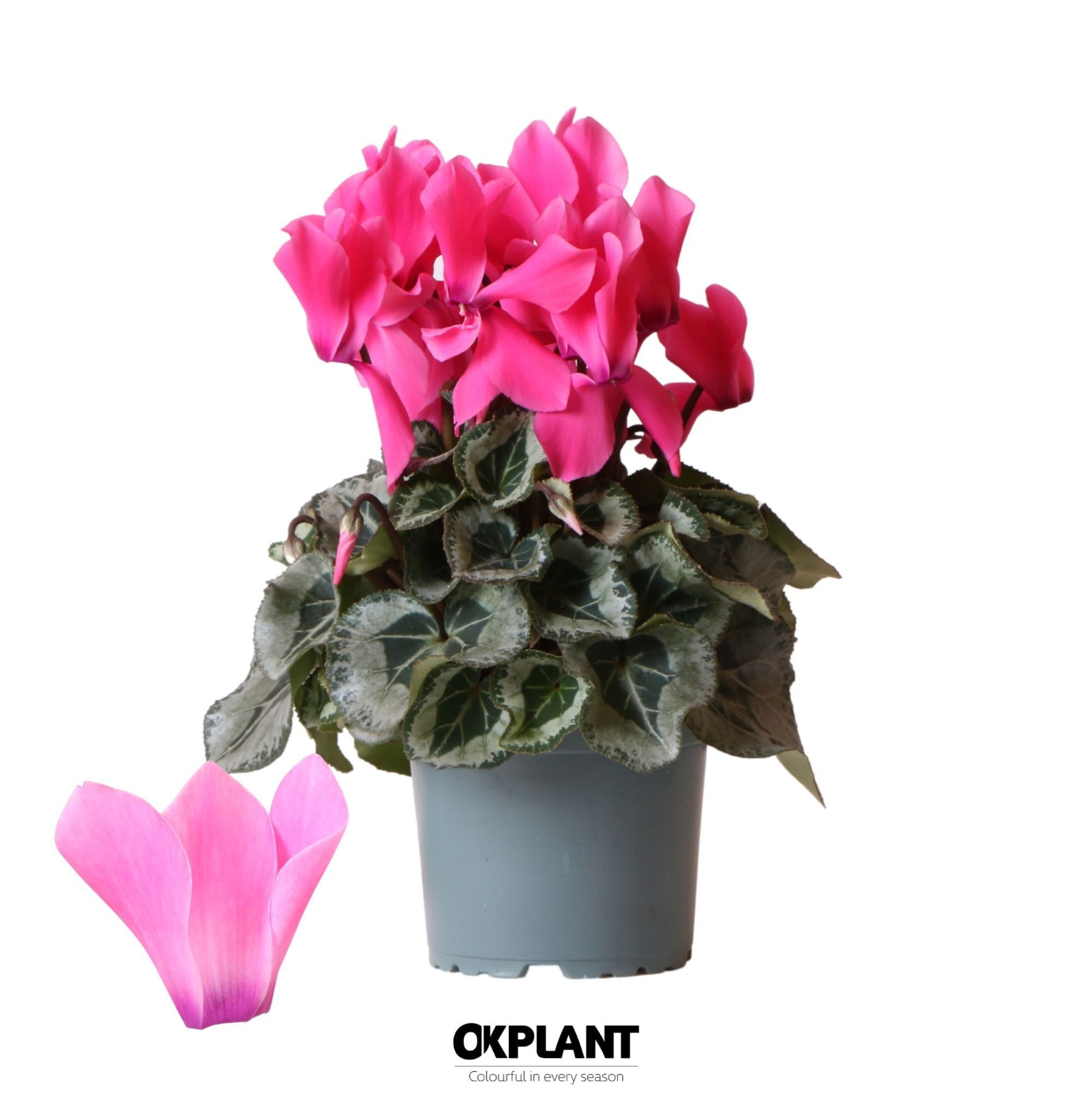 Cyclamen Rembrandt pink, D 12 cm
