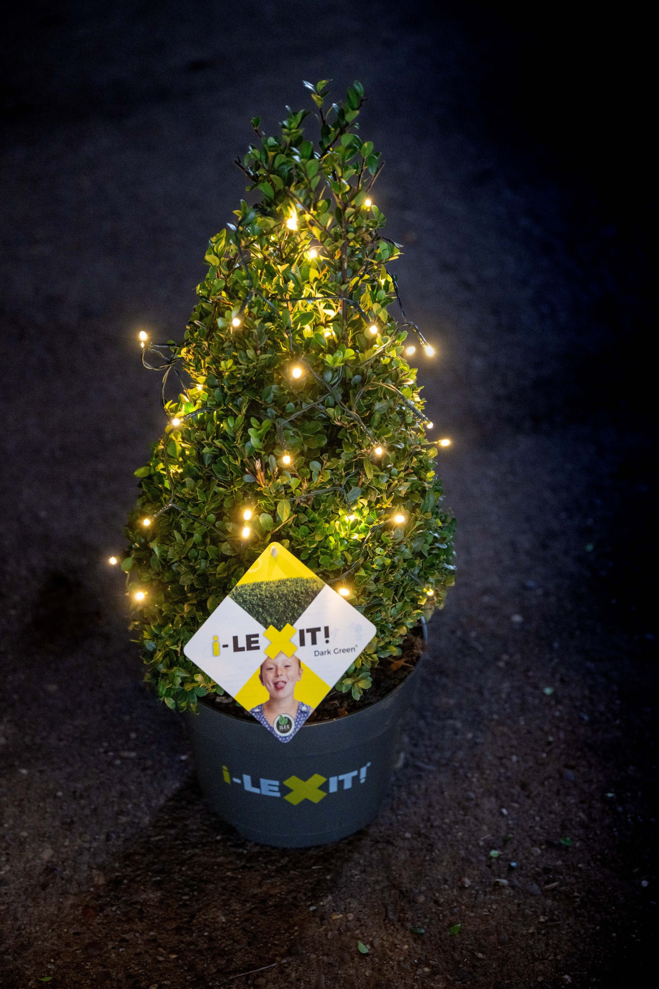 Ilex crenata Dark Green, P23, Kegel 40-50cm, met verlichting, D 23