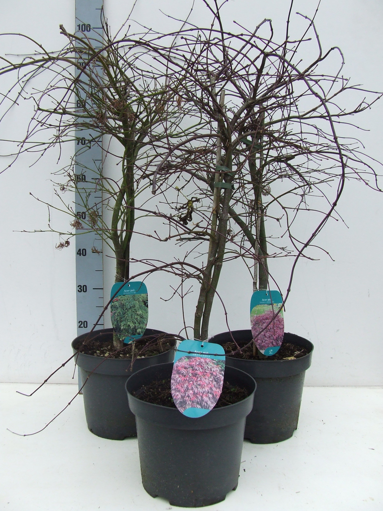 Acer palmatum Dissectum MIX P26 Full CC, D 26