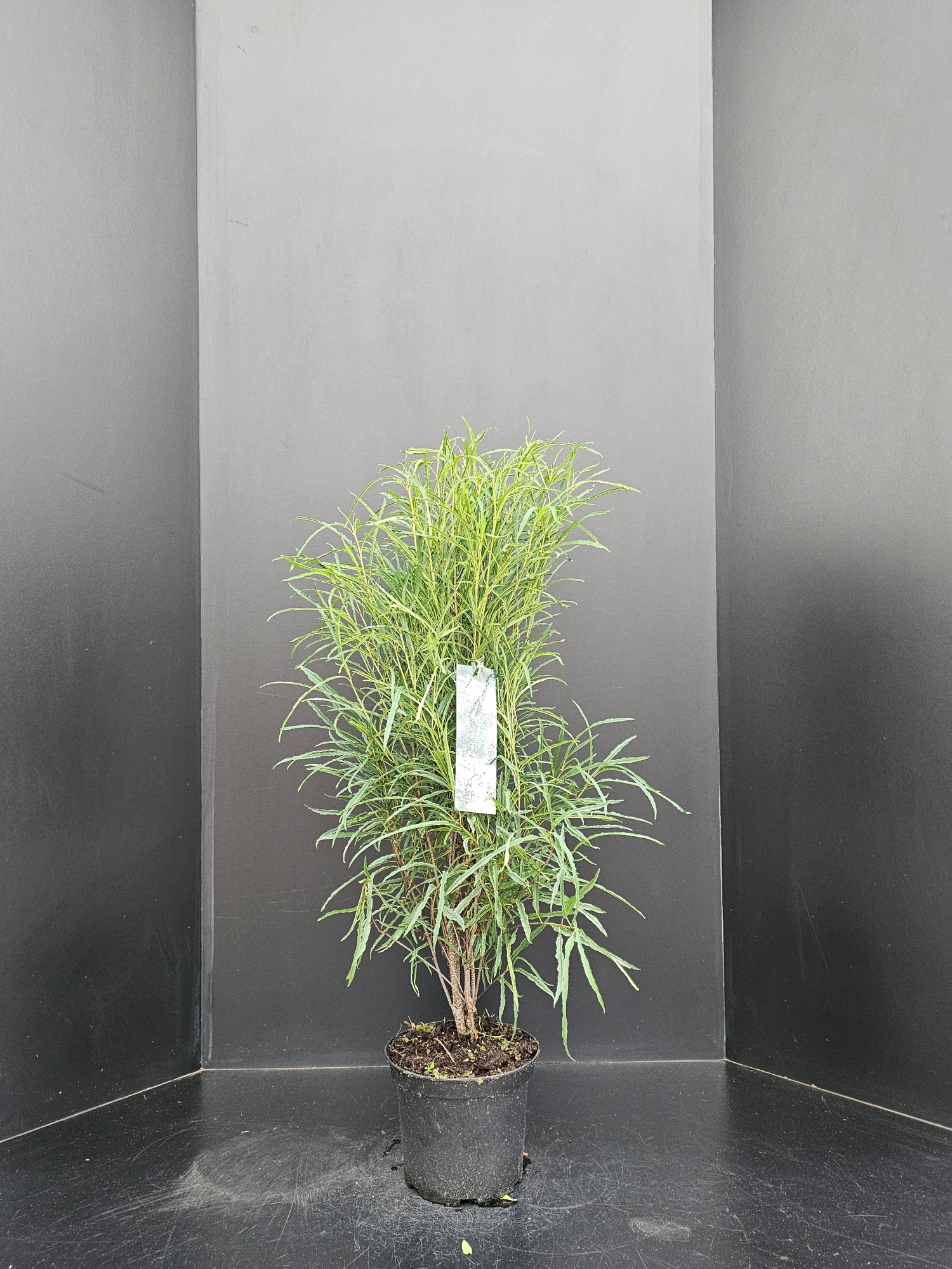 Frangula alnus 'Fine Line', D 23 cm