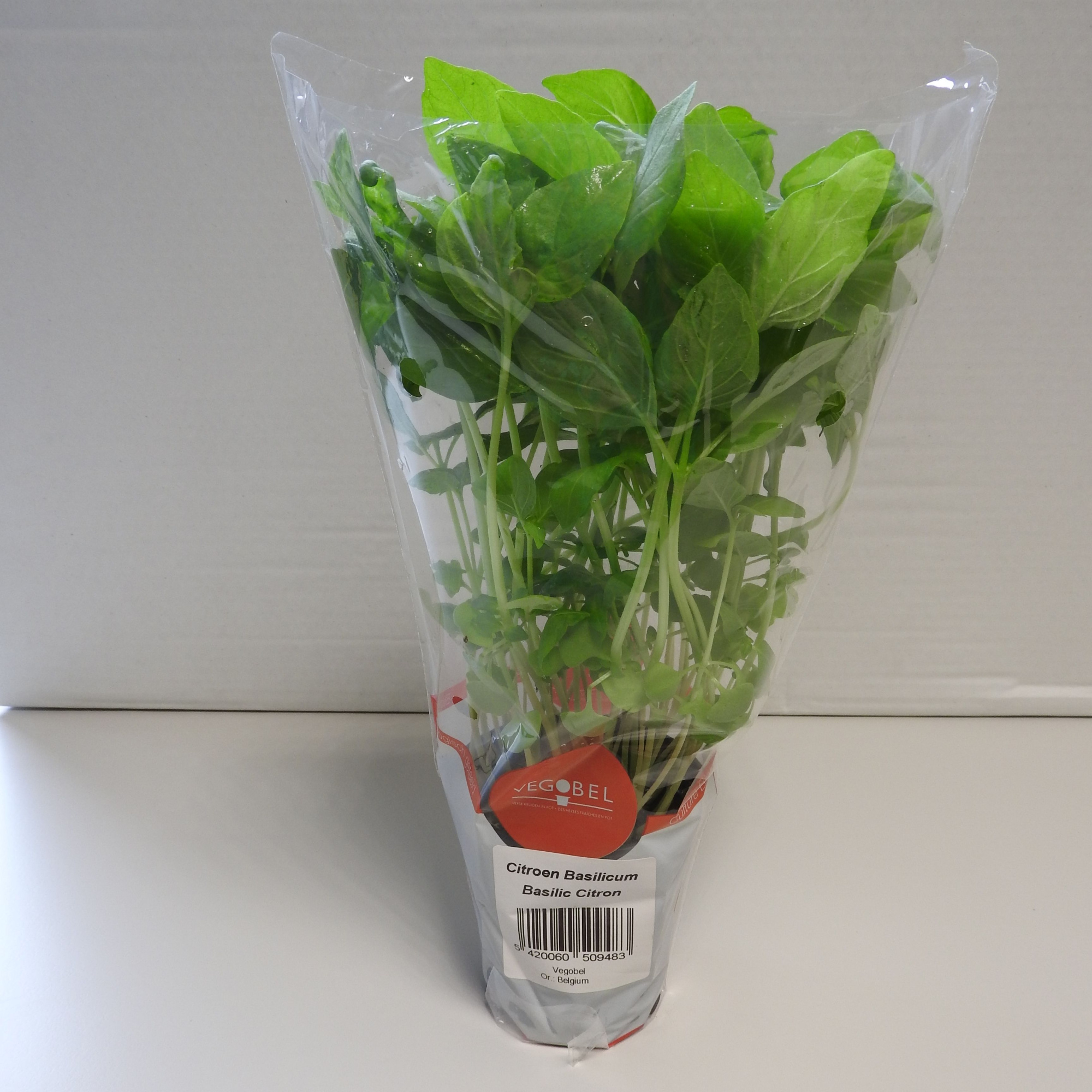 Basilicum Citroen P9, D 9 cm