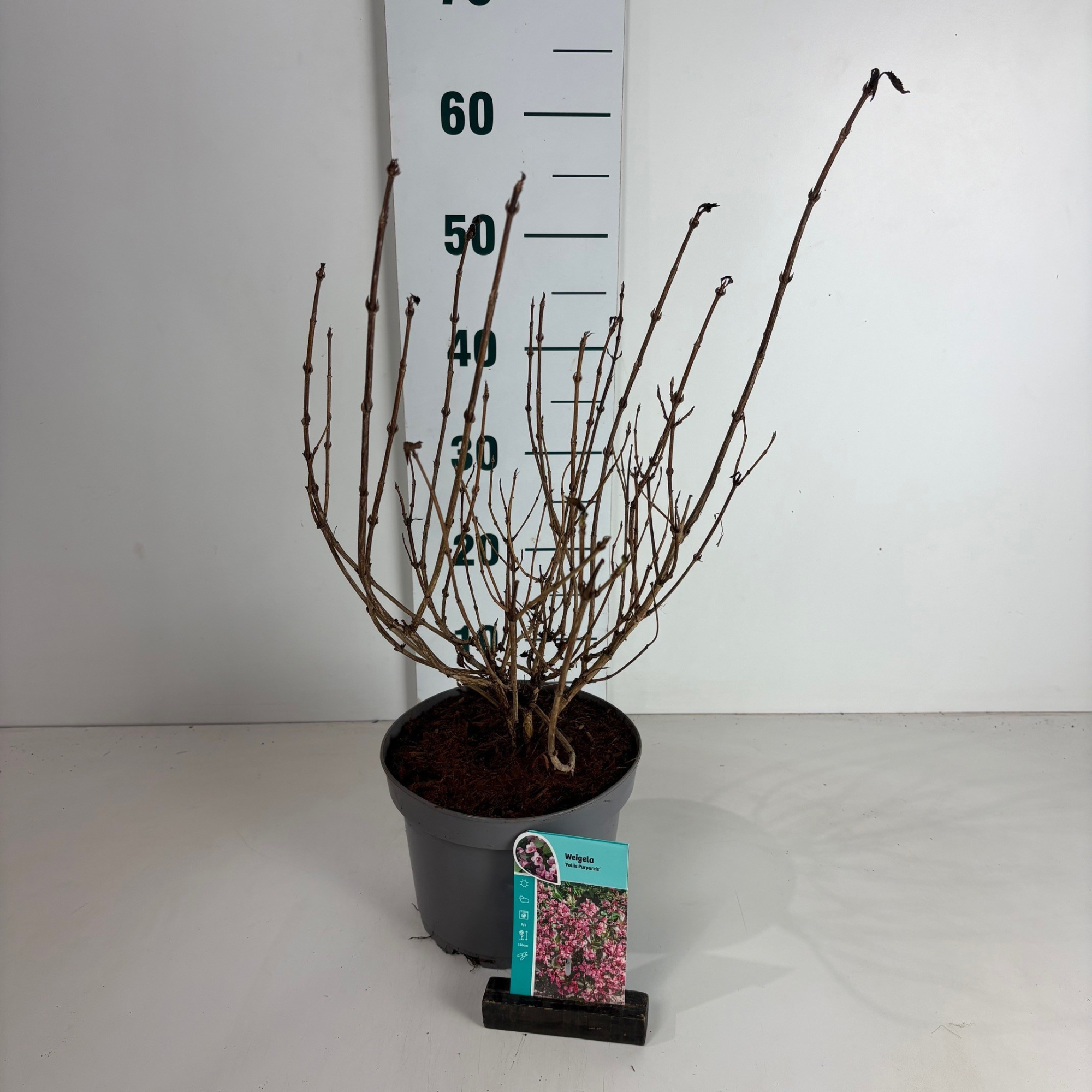 Weigela florida Foliis Purpureis, D 20