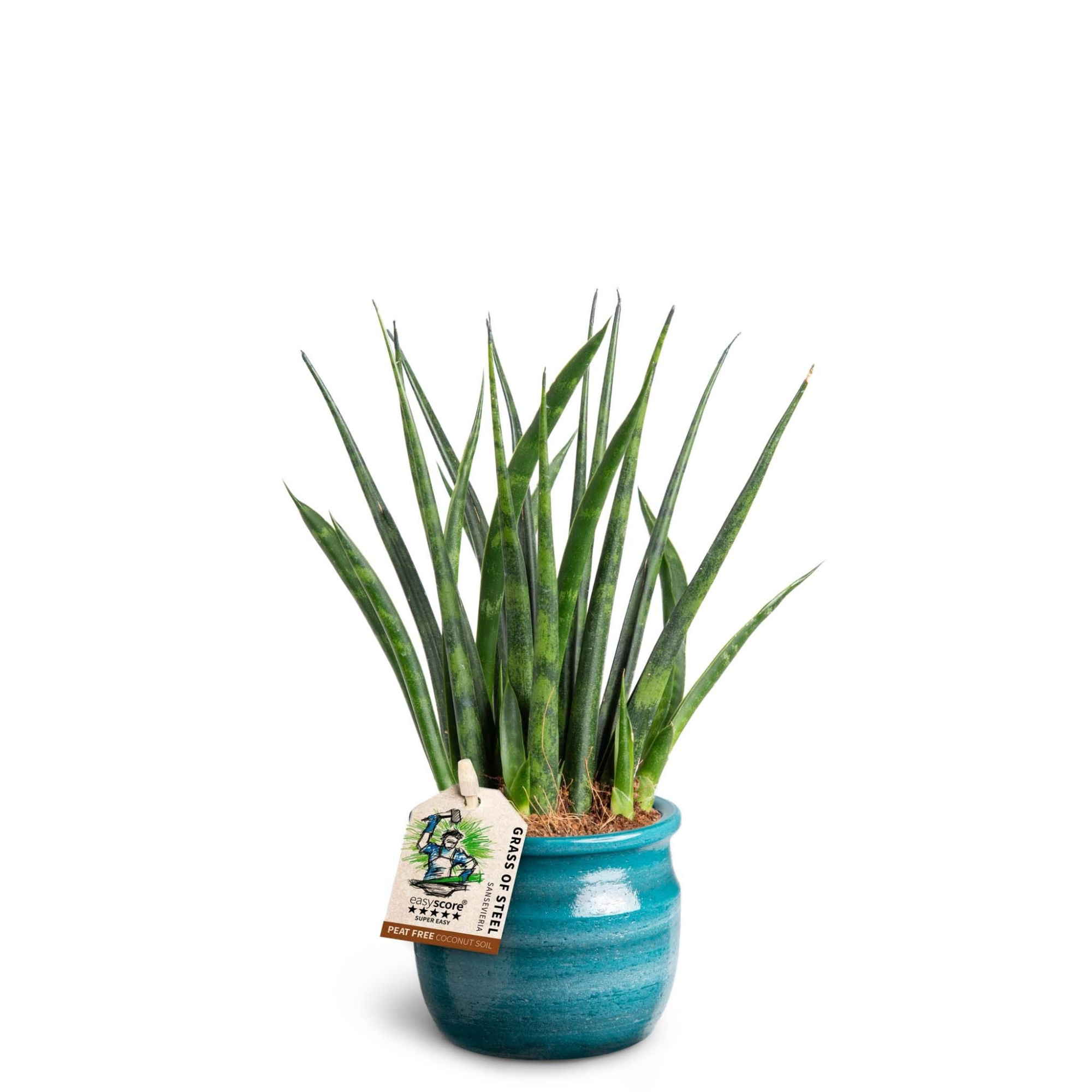 Maceta Teal, Sansevieria ´Fernwood´, D 7 cm