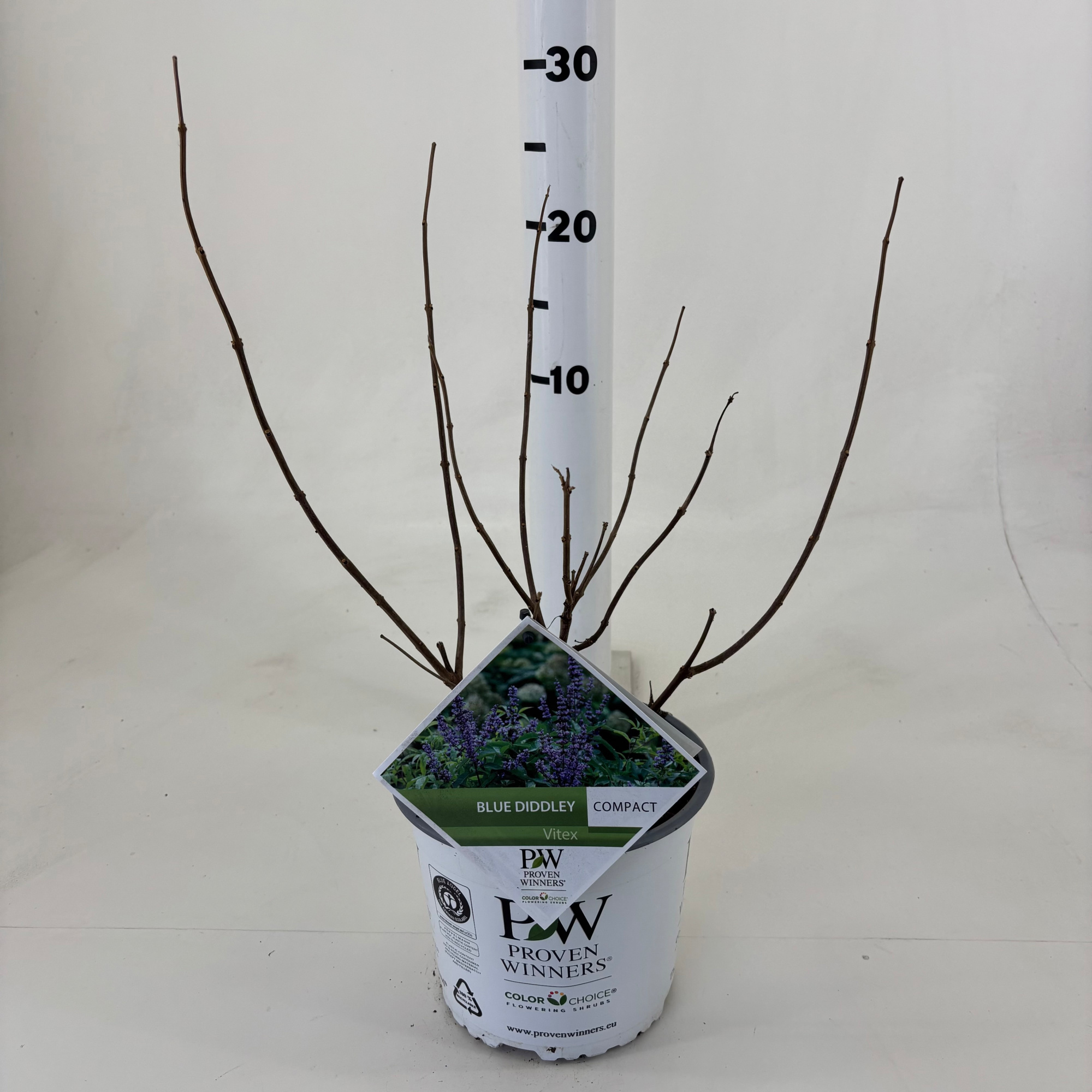 Vitex agnus-cactus Blue Diddley ®, D 19