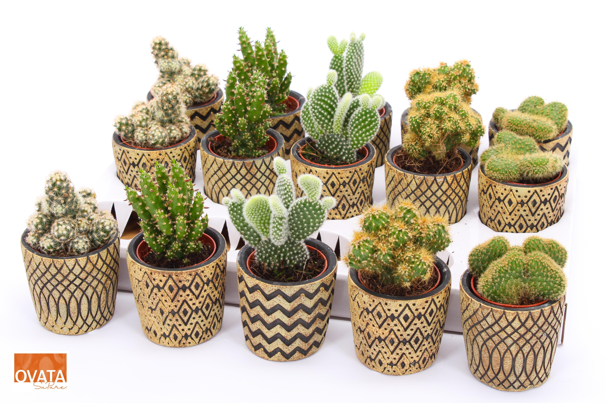 Cactus mix in Havana 7 spines, D 7 cm