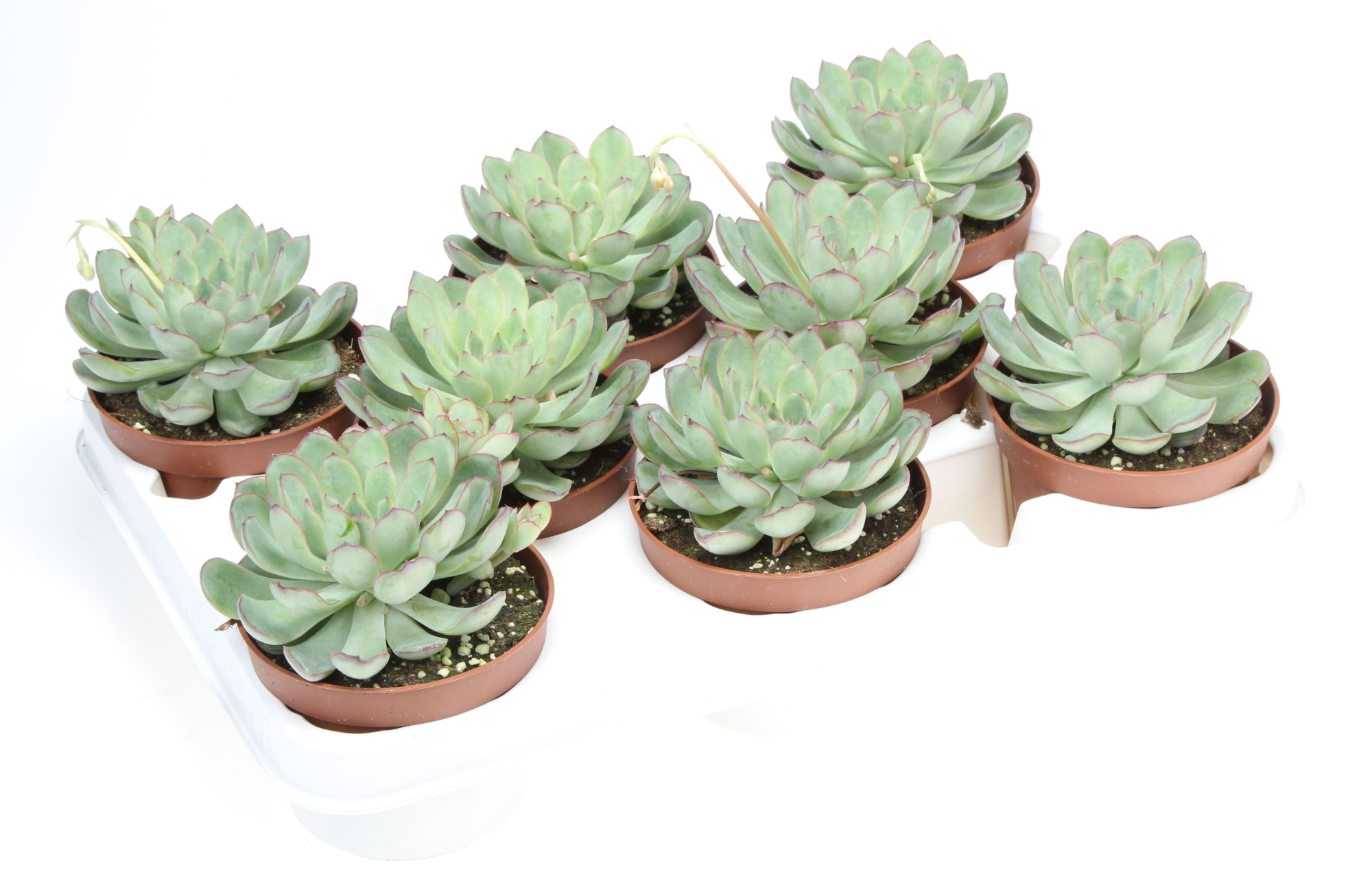 Echeveria pelucida, D 10,5 cm