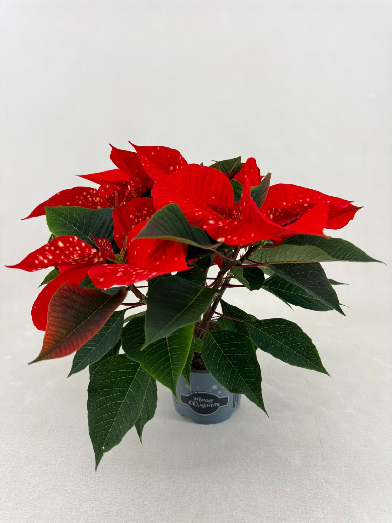 Fantasy star orange pot 13, D 13 cm