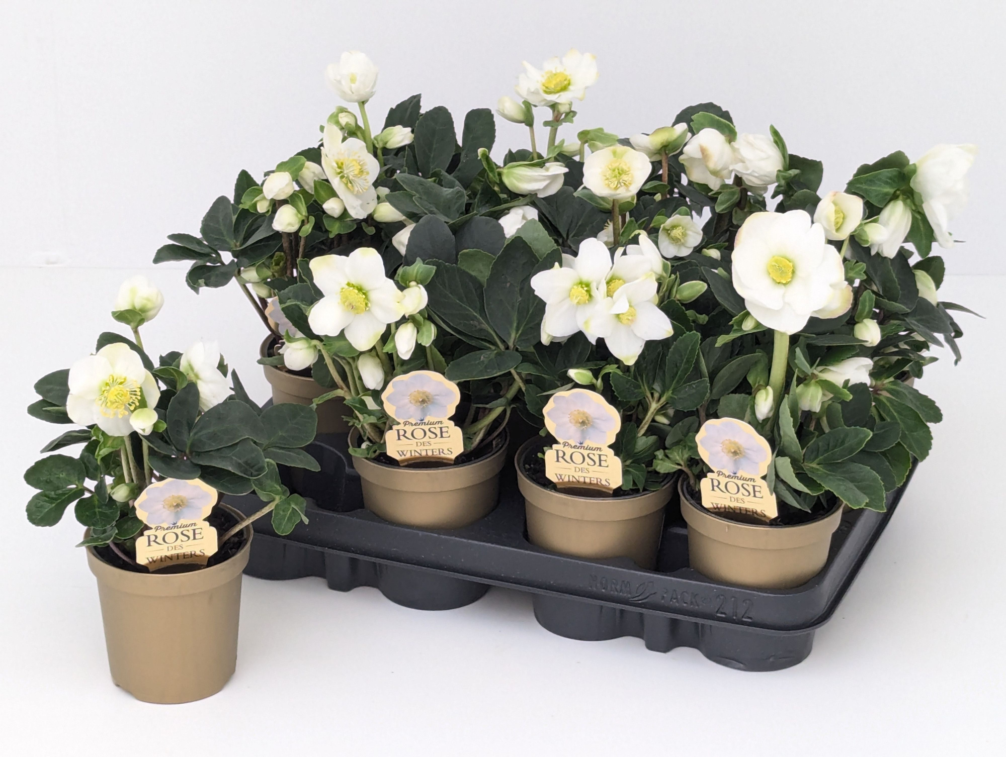 Helleborus Christmas Carol T9 Premium Sortierung im goldenen Topf "Rose des Winters", D 9 cm