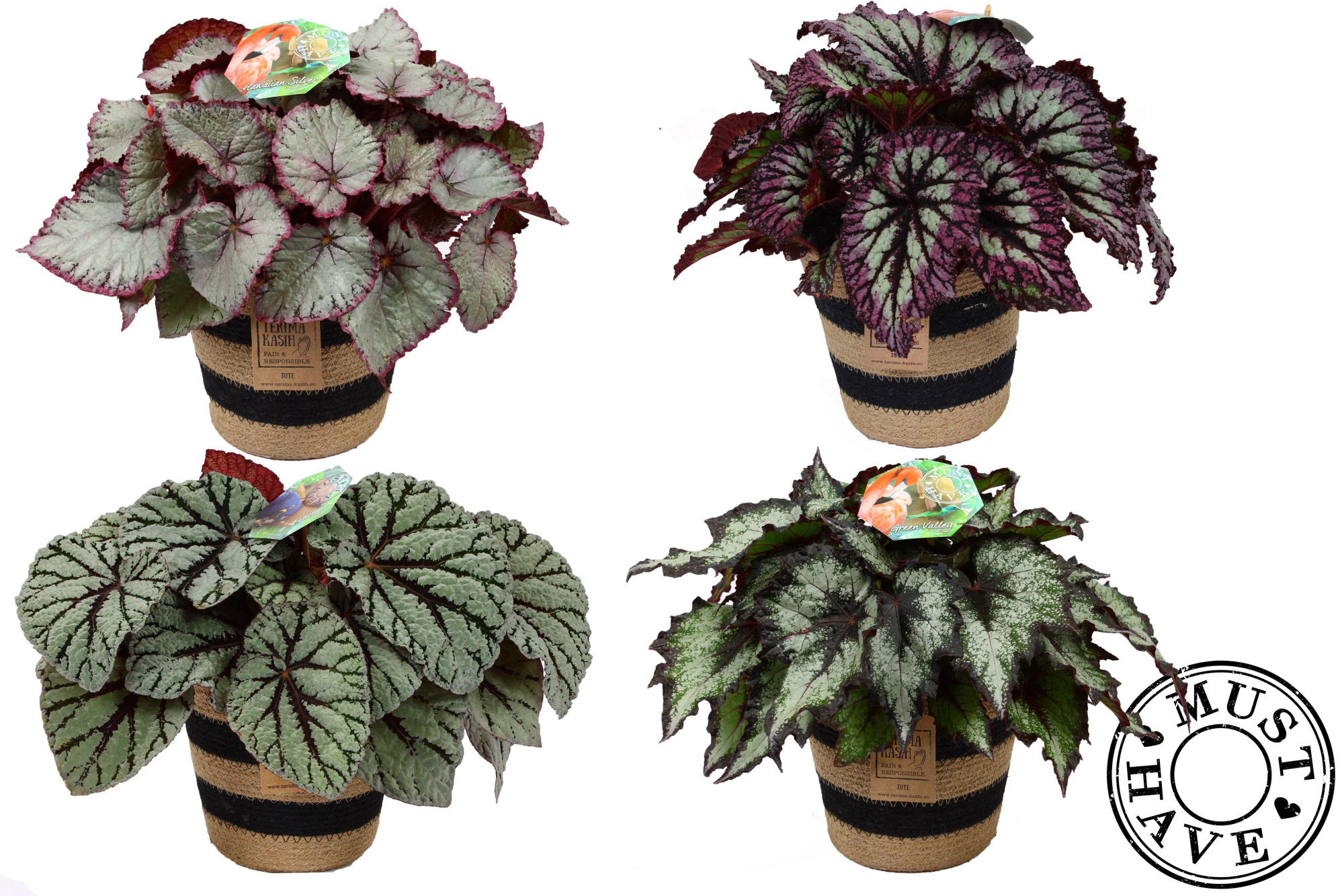Bladbegonia Rex Mix in Jutte mand MUST HAVE, D 17 cm