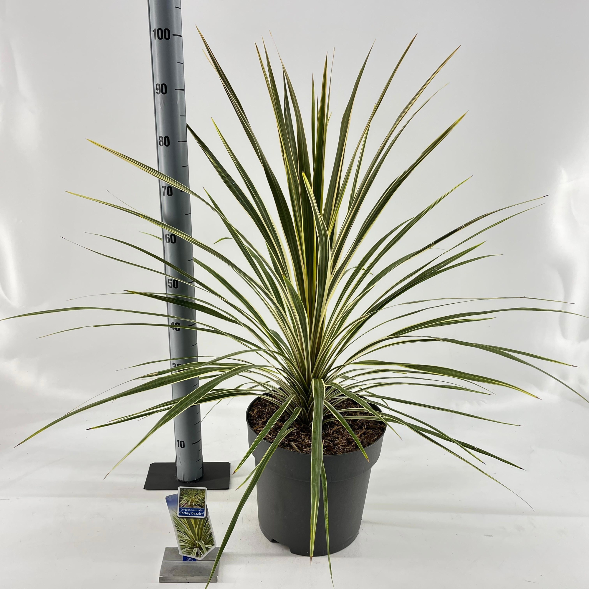 Cordyline australis 'Torbay Dazzler', D 32 cm