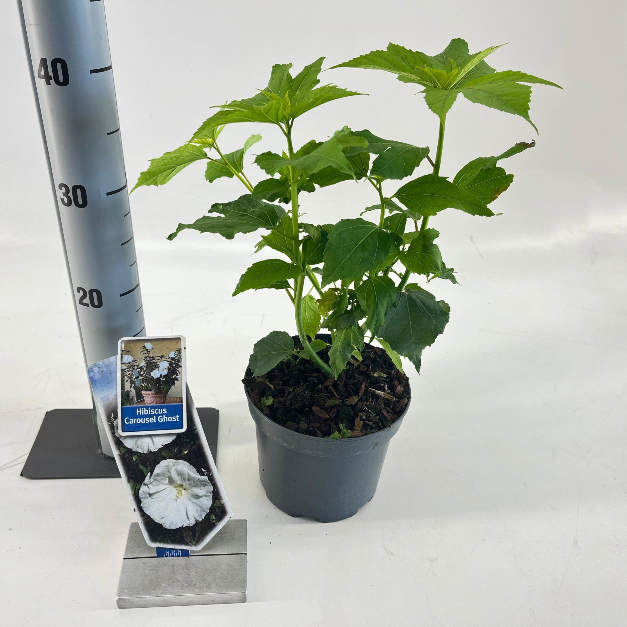 Hibiscus Carousel Ghost ('Tahi2025'PBR), D 17 cm