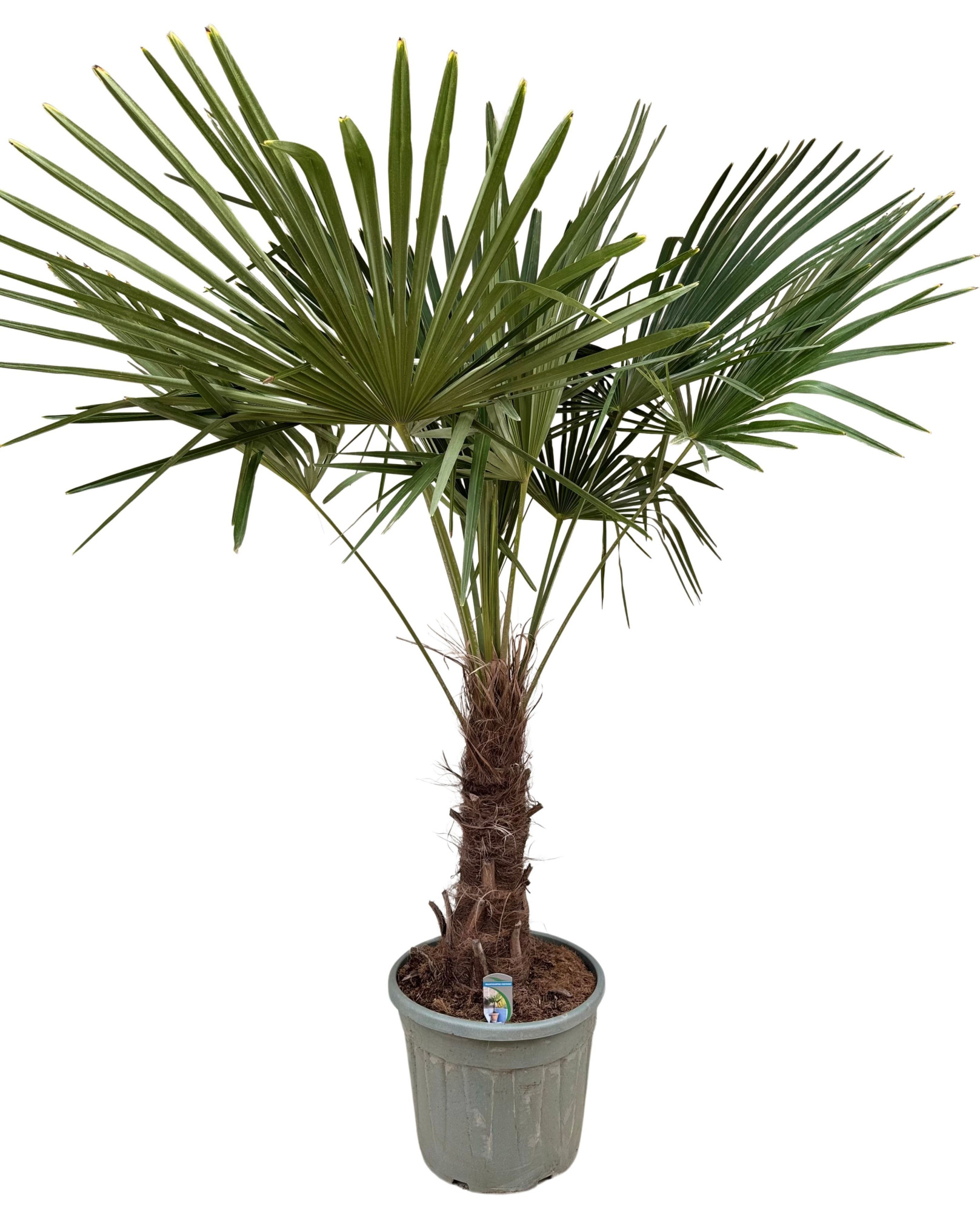 Trachycarpus fortunei P40, D 40