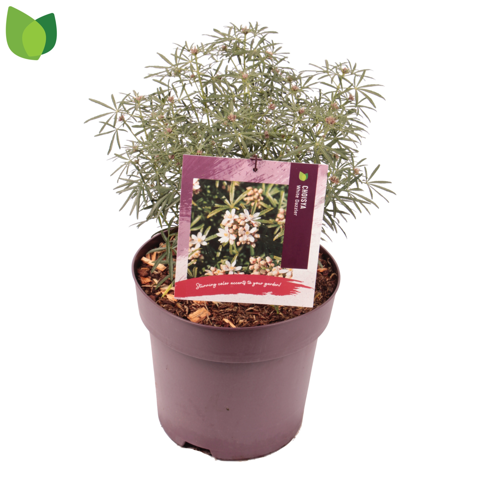 Choisya ternata 'White Dazzler' C5/P23, D 23