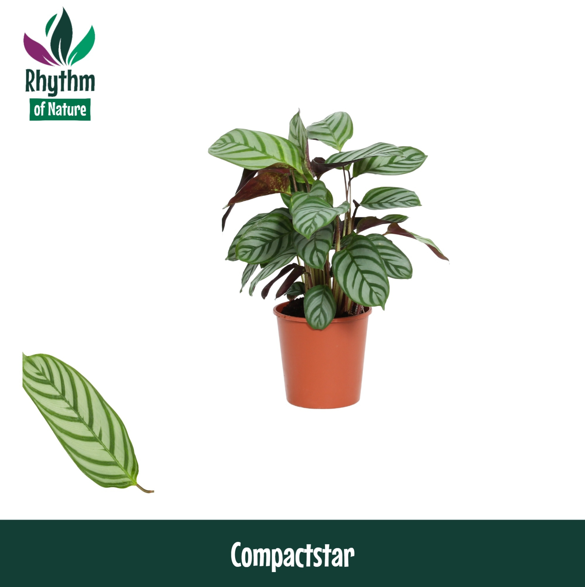 Calathea 12cm Compactstar - Rhythm of Nature (Ctenanhte), D 12