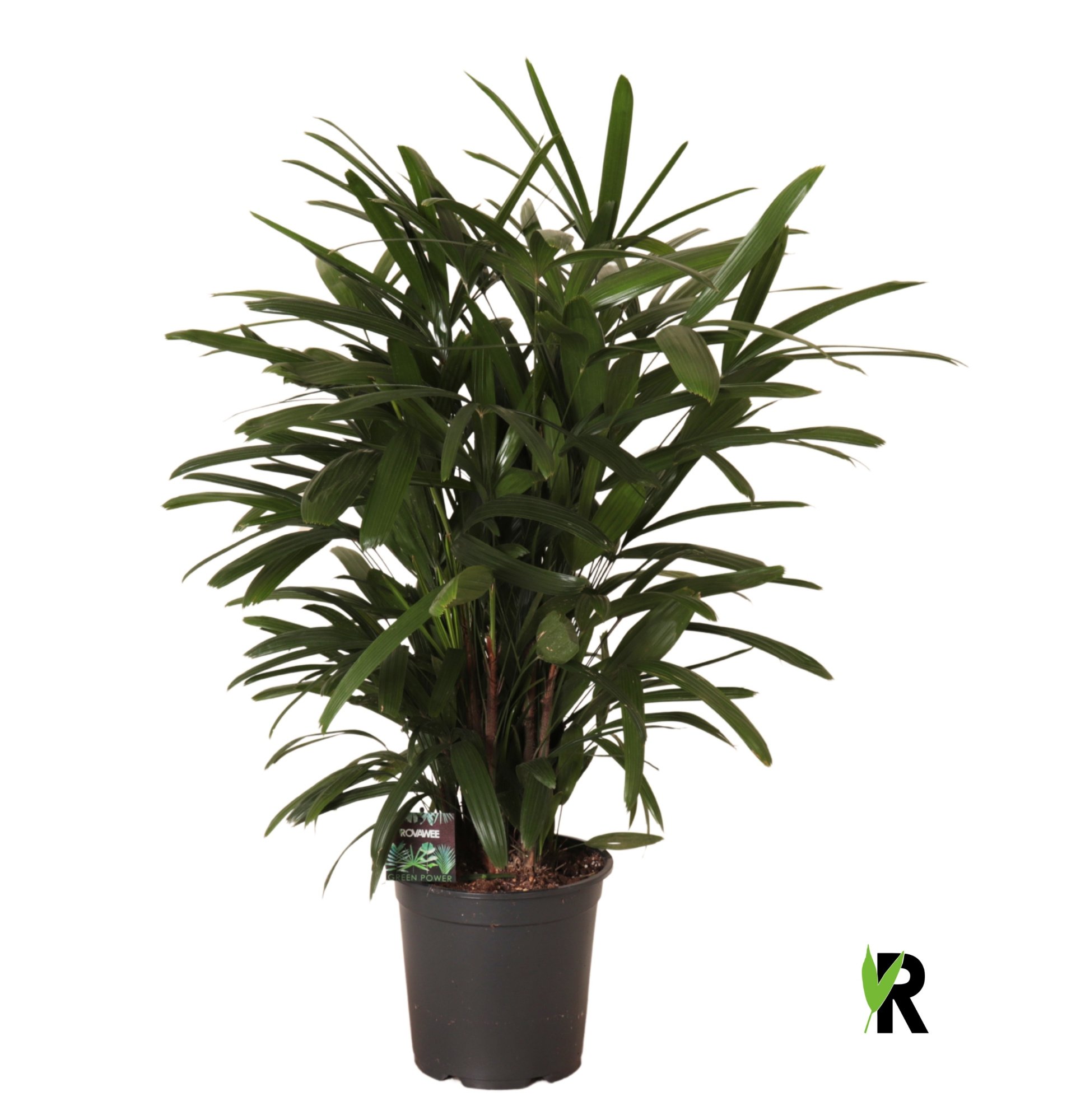 Rhapis excelsa, D 24