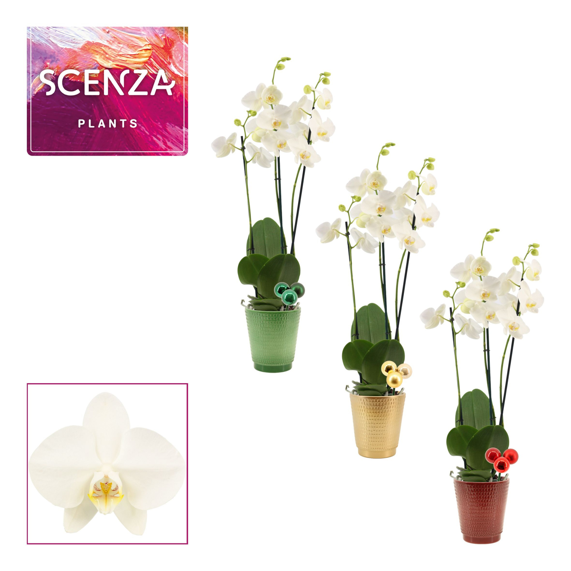 Phalaenopsis 3 tak 18+ wit in Mariah met kerstballen bijsteker (, D 12 cm