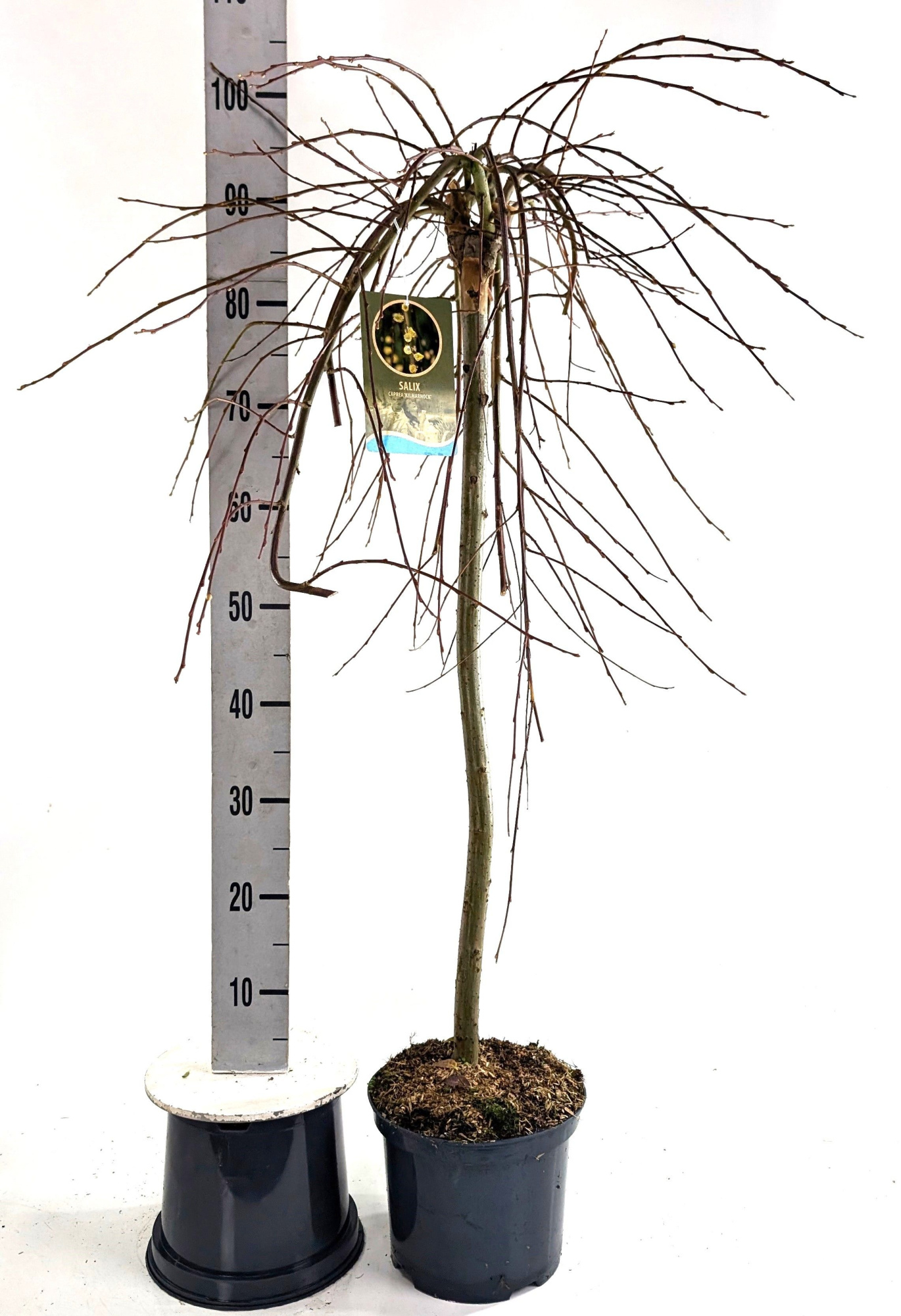 Salix cap. 'Kilmarnock', D 23 cm