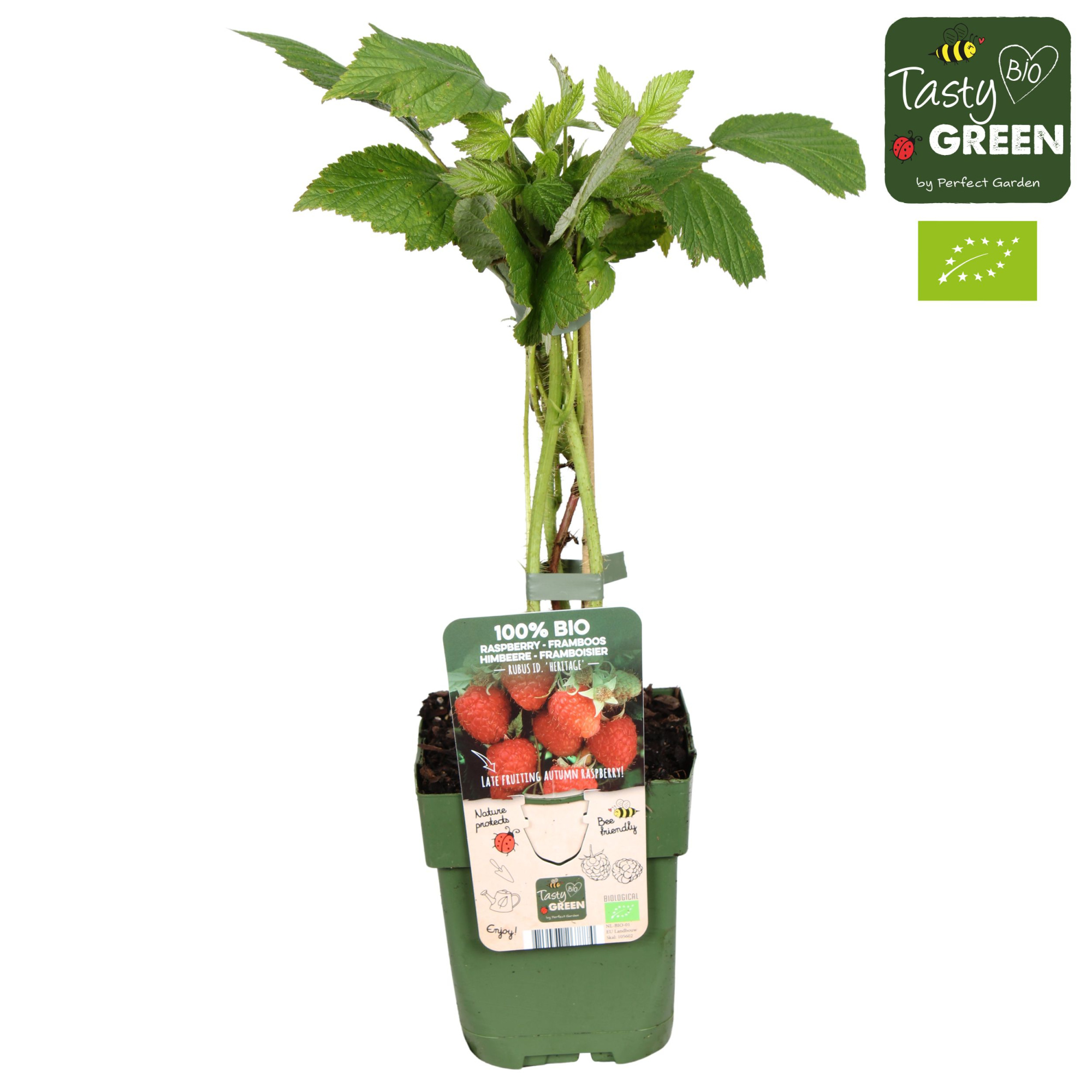 Rubus idaeus Heritage Bio P13, D 13 cm