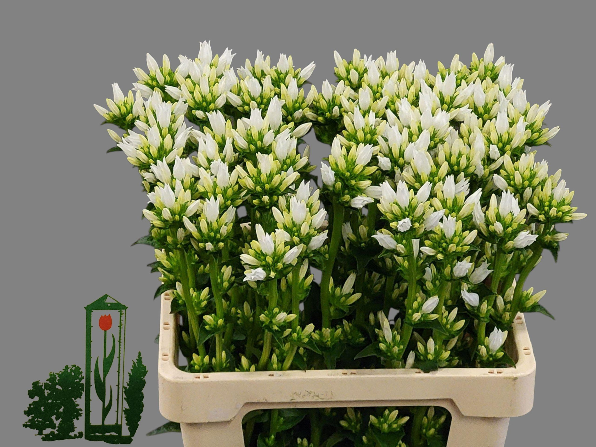 Кампанула Эхо Альфа 60, шт.