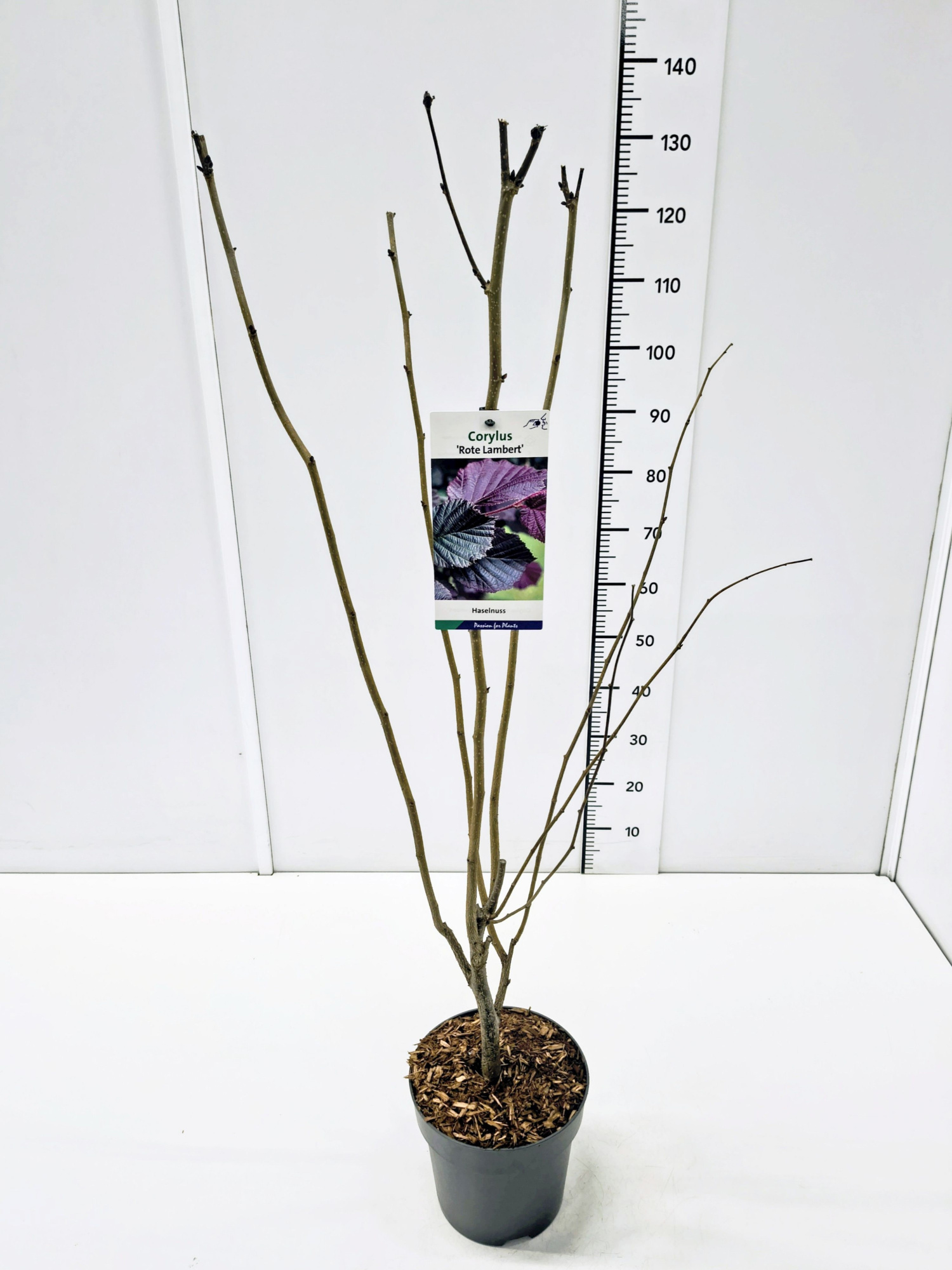 Corylus maxima 'Rote Lambert' 80-100C5, D 23