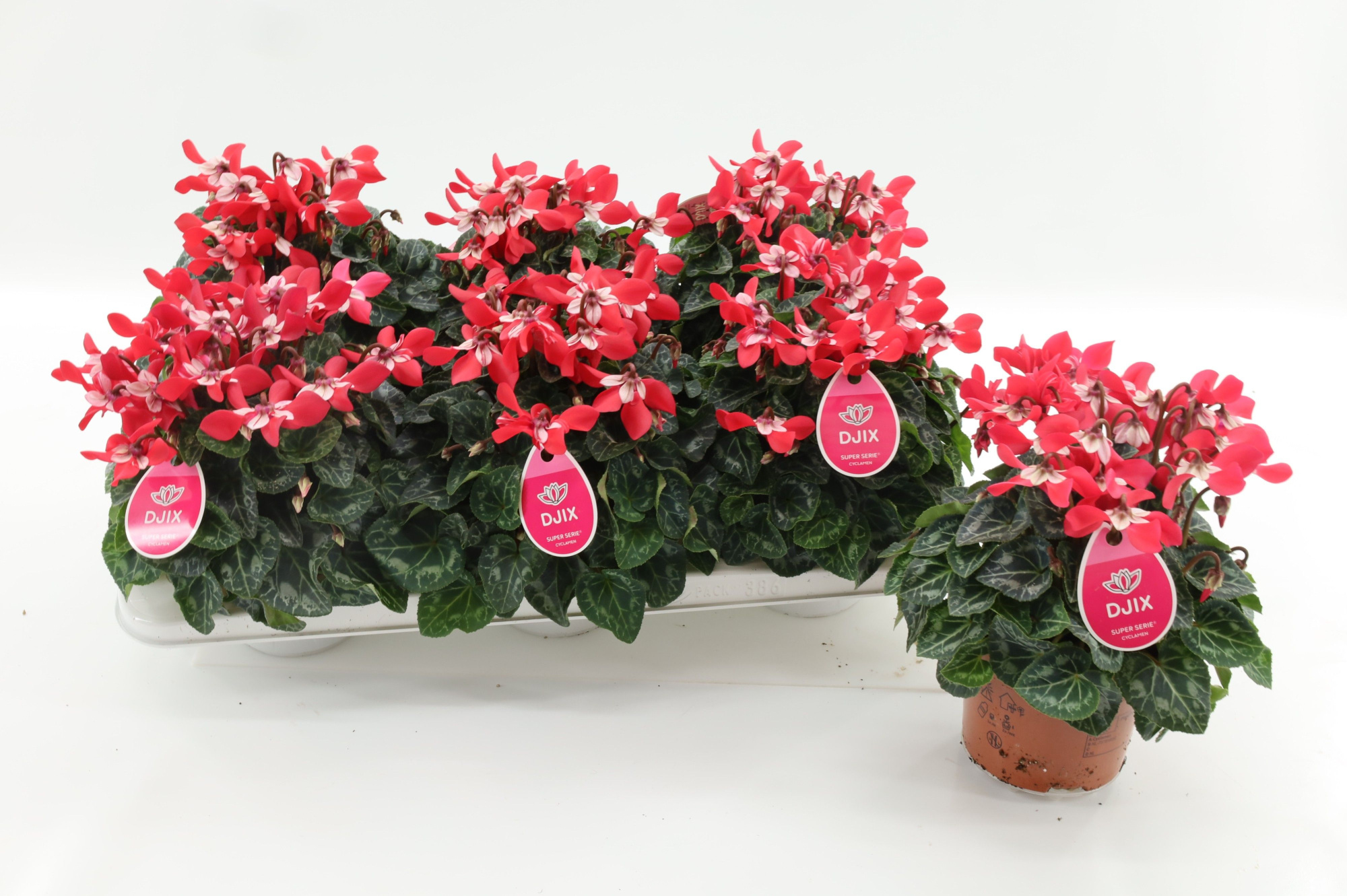 Cyclaam Djix Red 13cm, D 13 cm