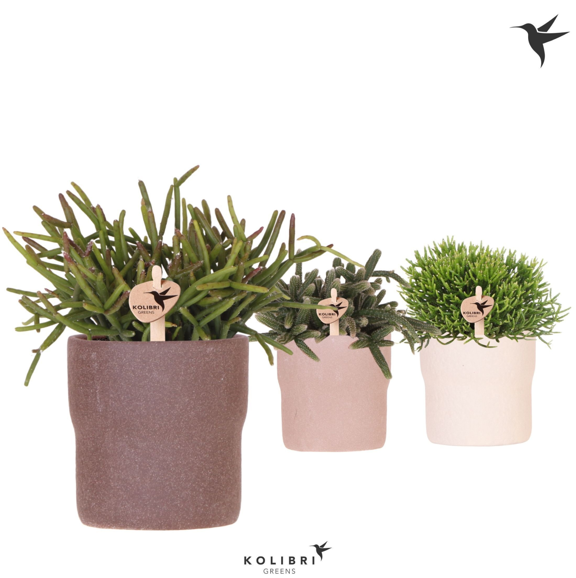 Kolibri Greens Rhipsalis mix in Rustic pot sand mix, D 9 cm
