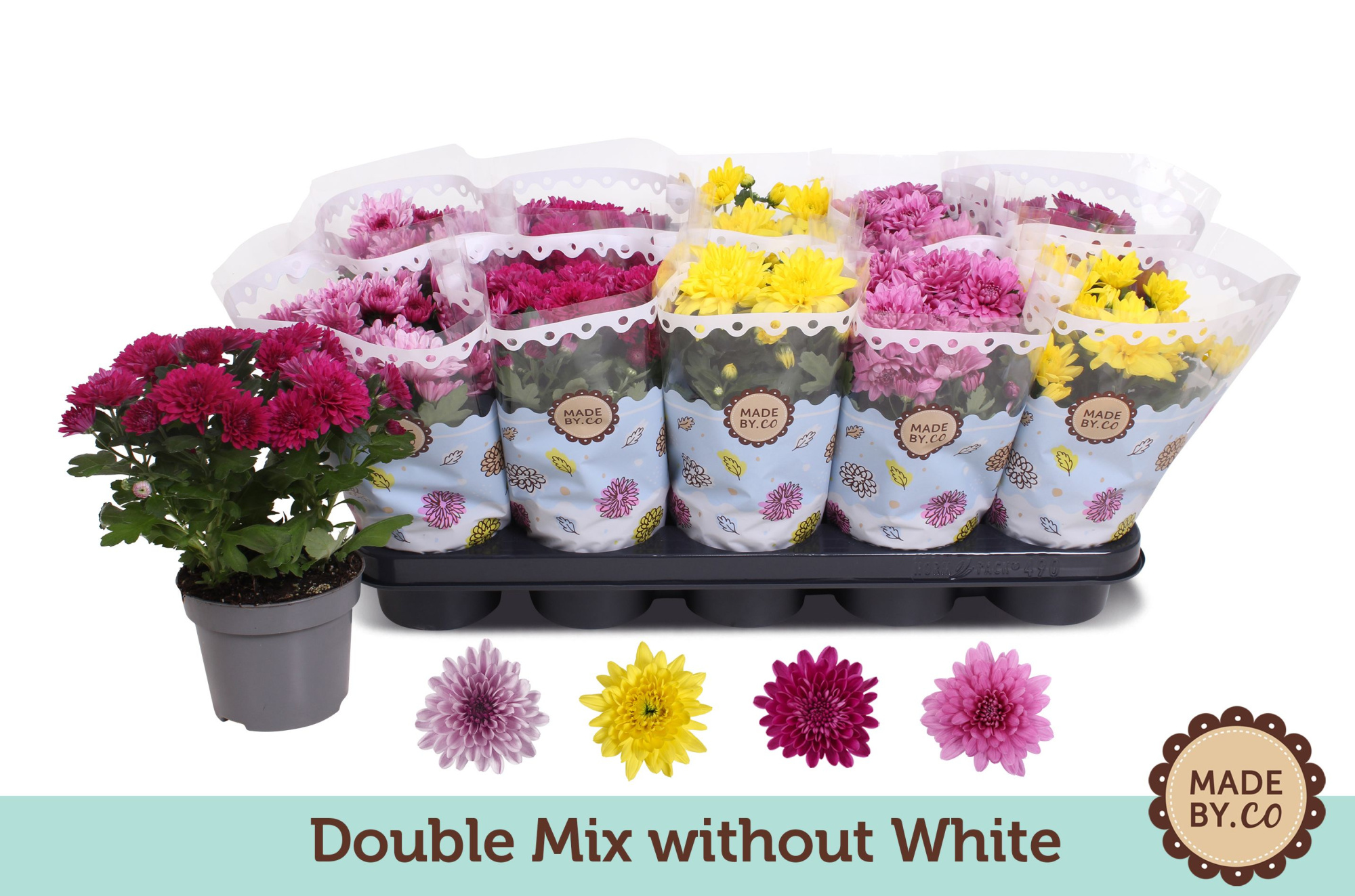 Chrysant Double mix without white, D 12