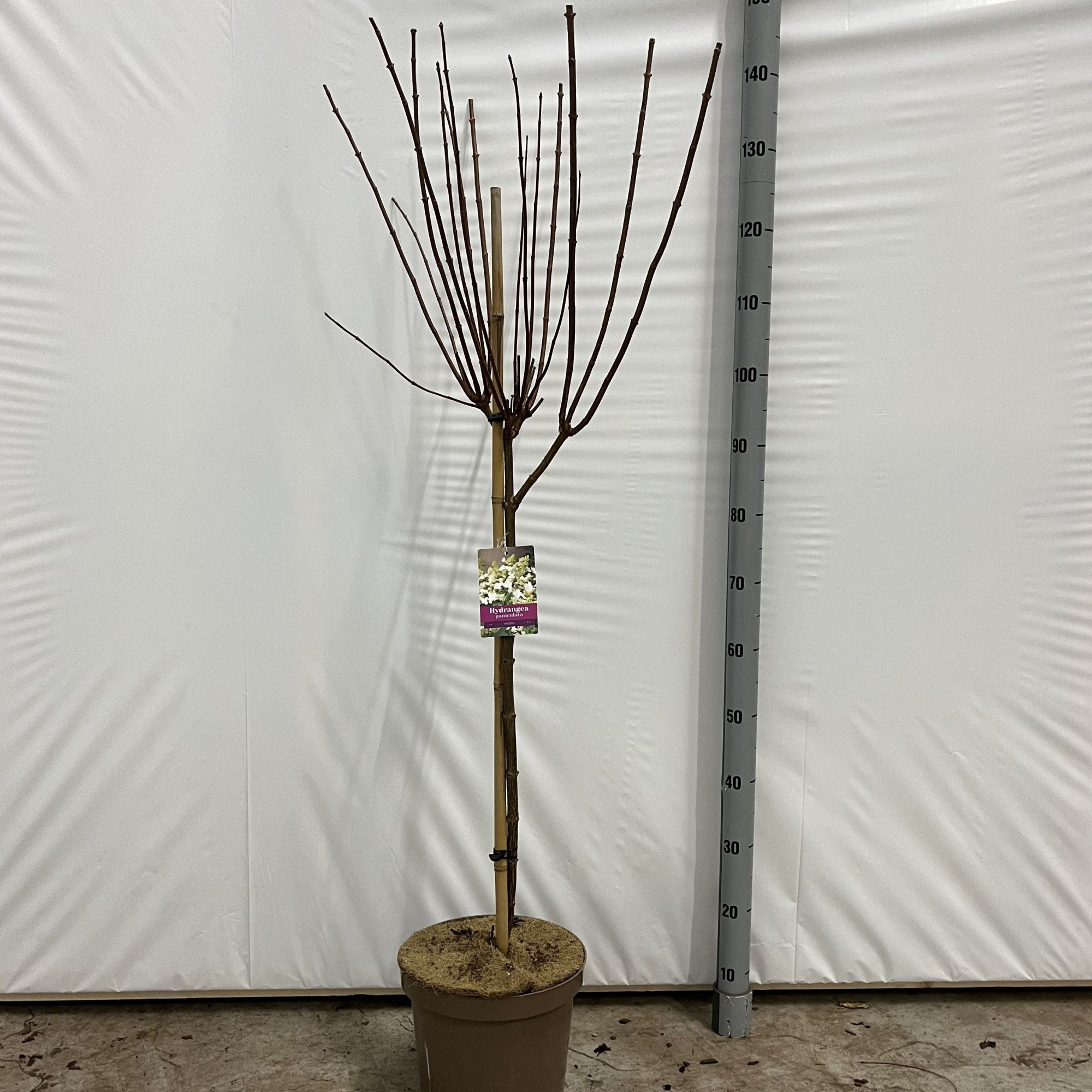 Hydrangea pan. 'Kyushu' -- stam 60 cm, D 26 cm