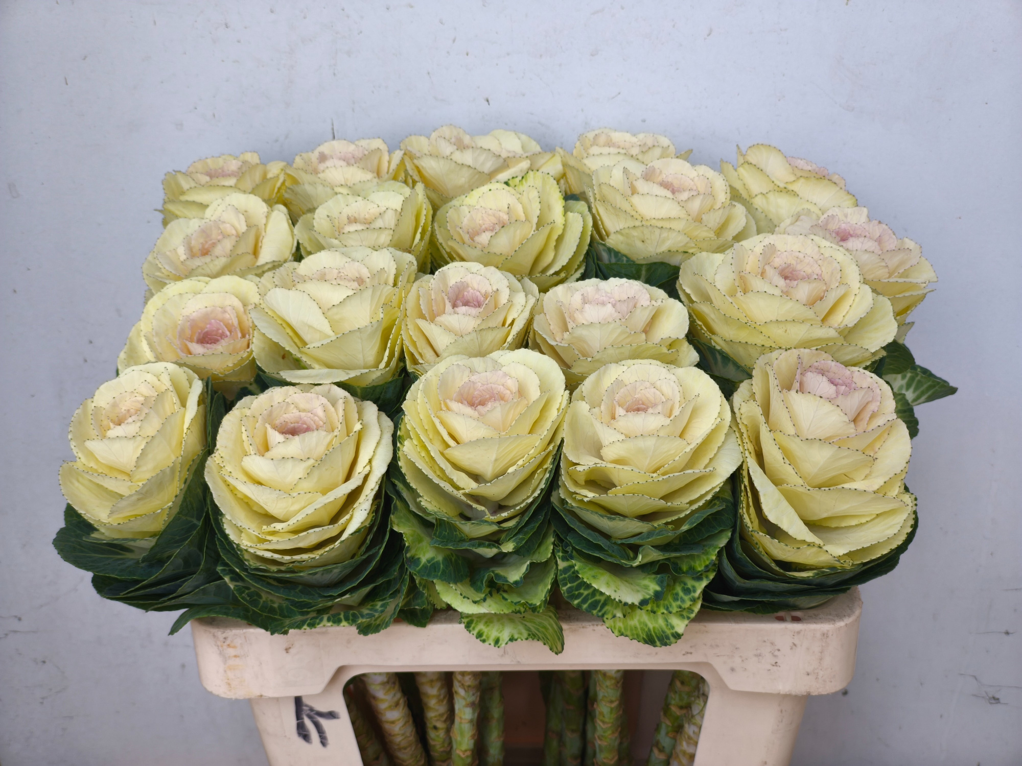 Брассика Вайт Крэйн 55, шт.