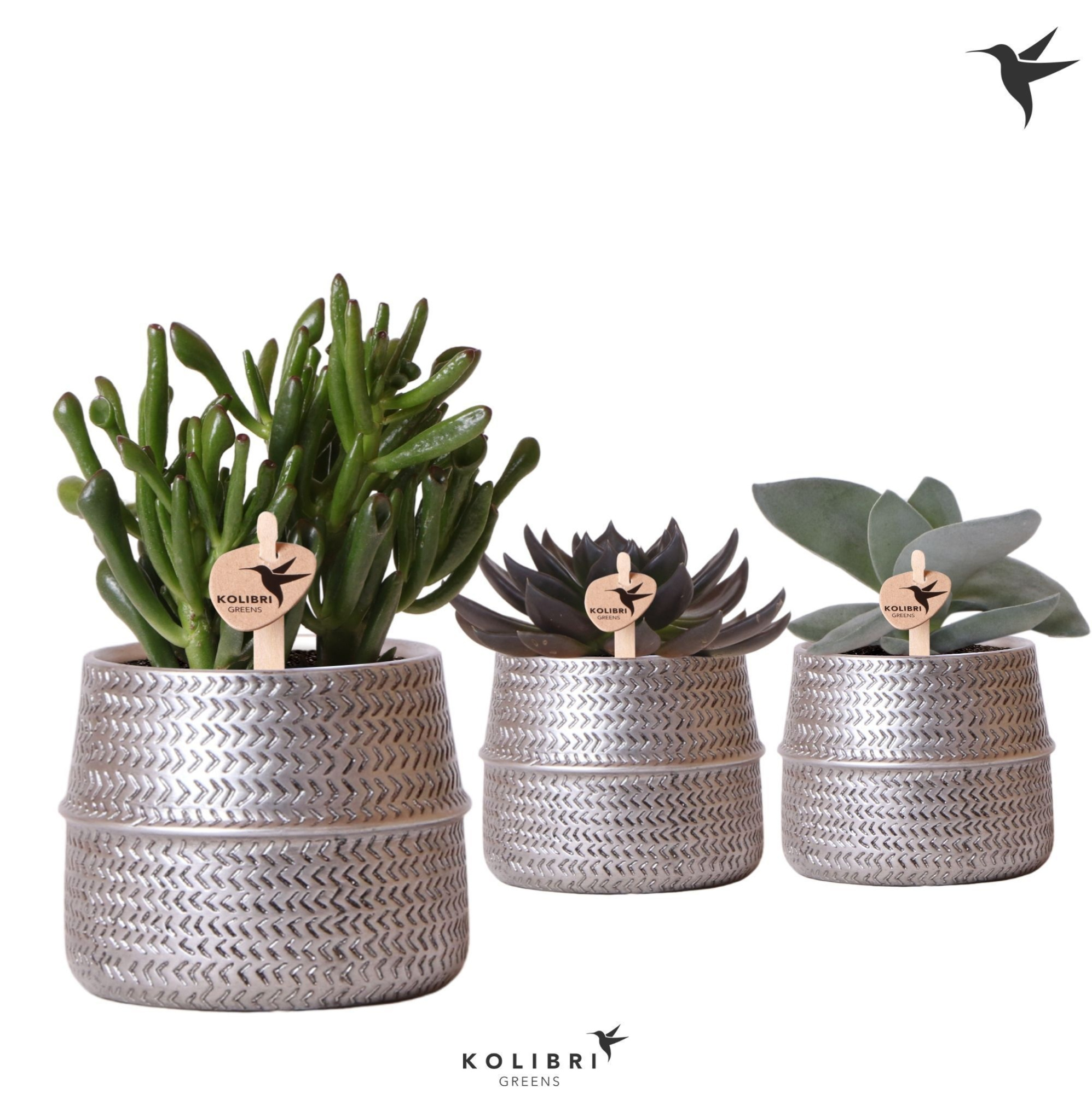 Kolibri Greens Succulenten mix in Groove pot silver, D 9 cm