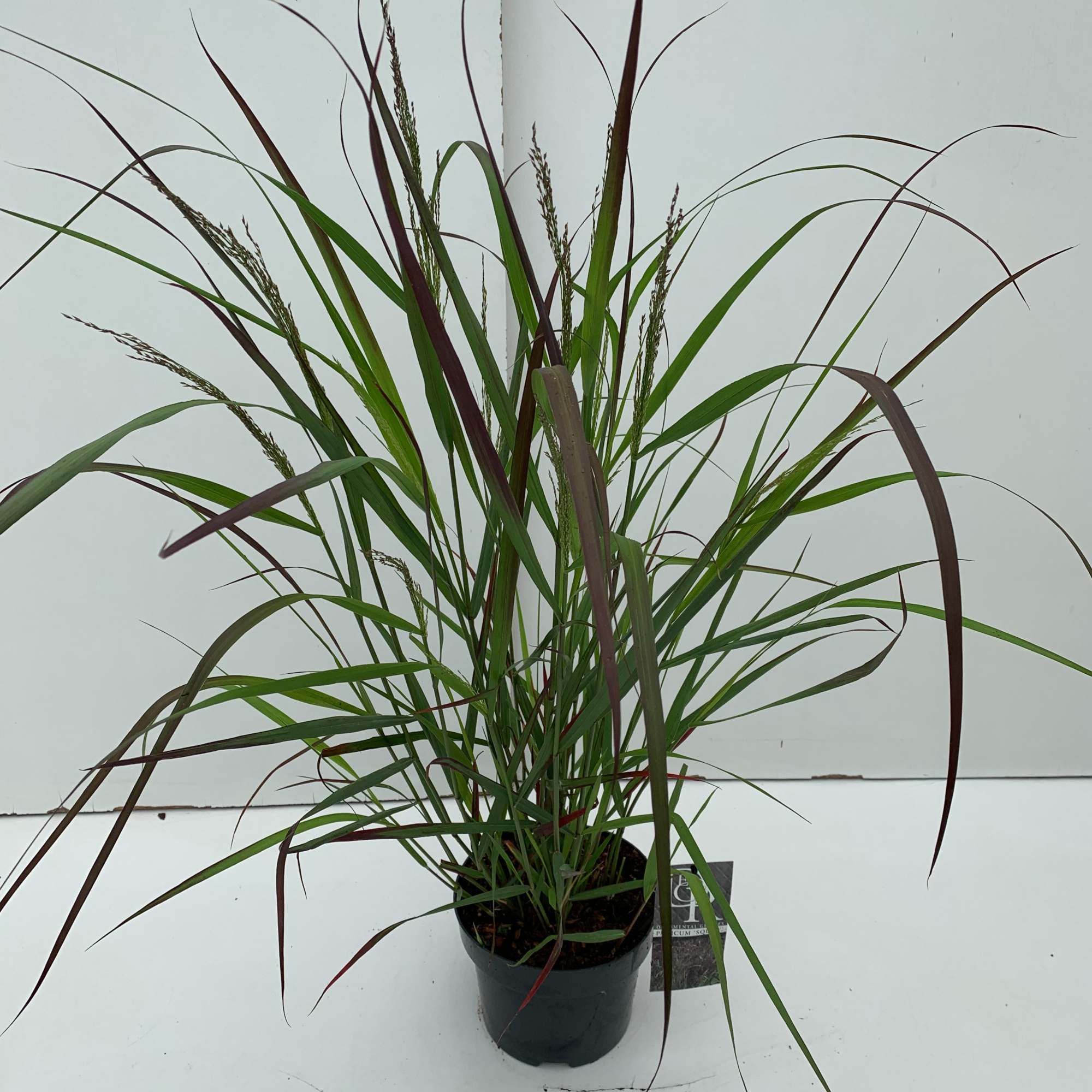 Panicum 'Squaw', D 19 cm