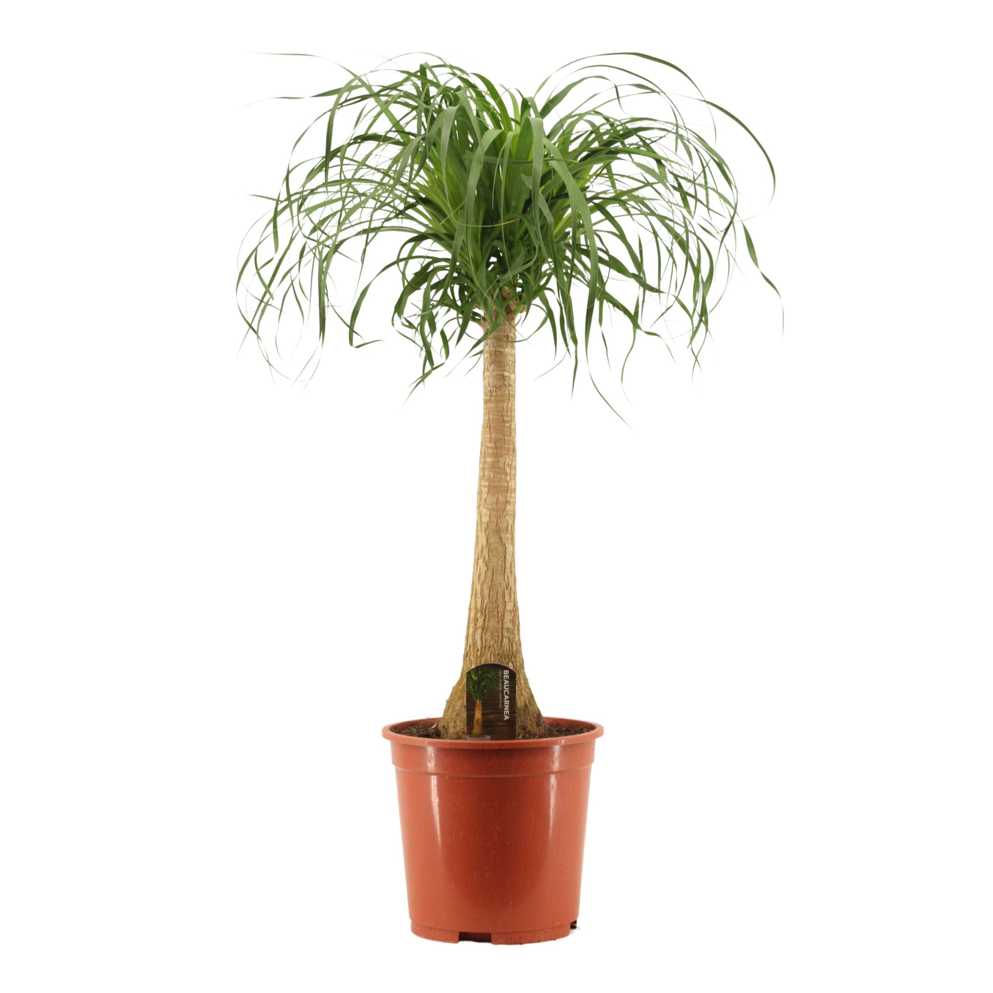 Beaucarnea recht 27 cm, D 27 cm