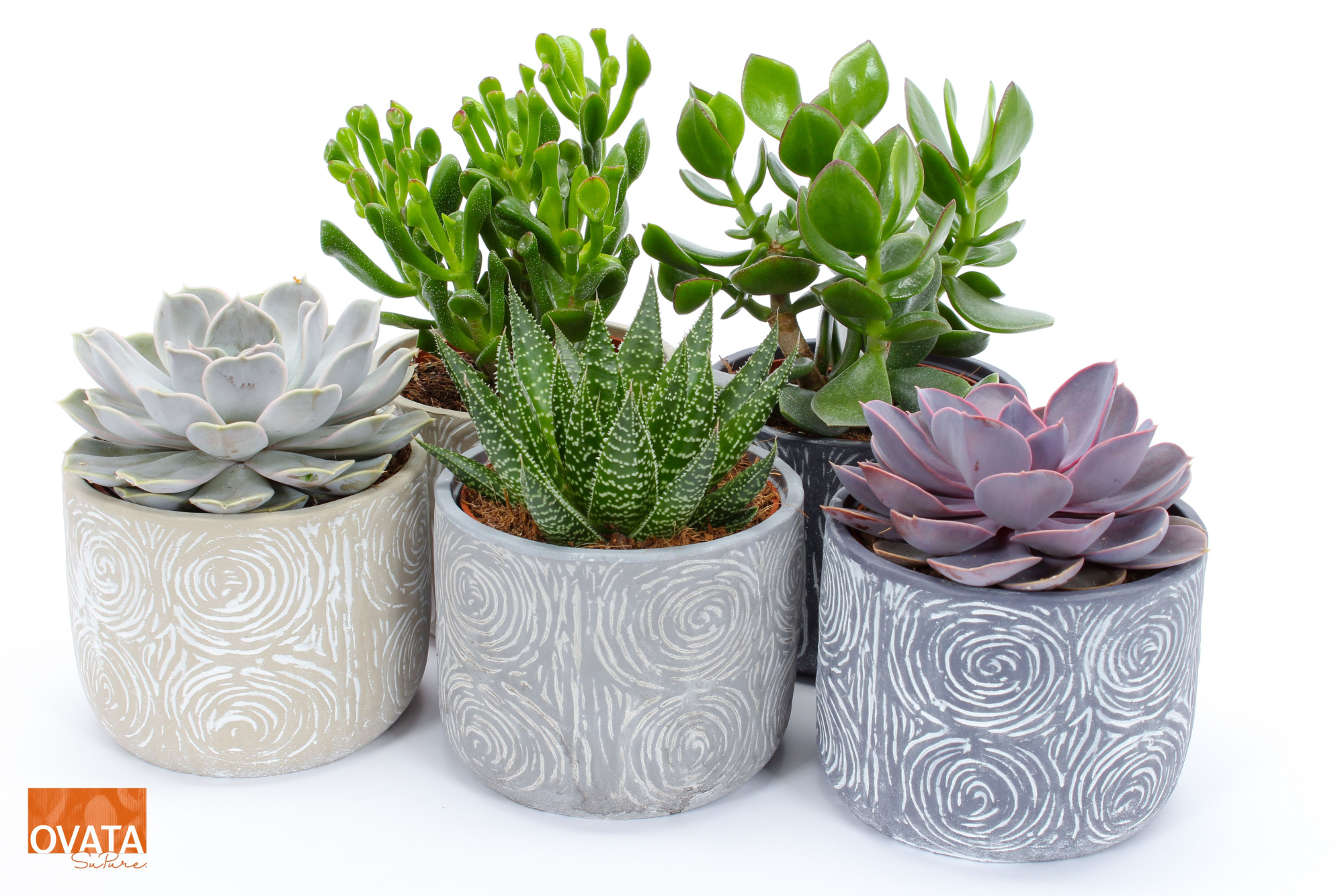 Succulent mix in Toledo 14, D 14 cm