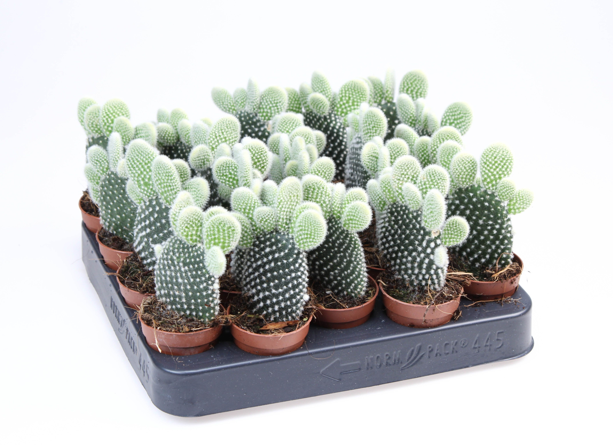 Opuntia Microdasys Albata, D 5,5 cm