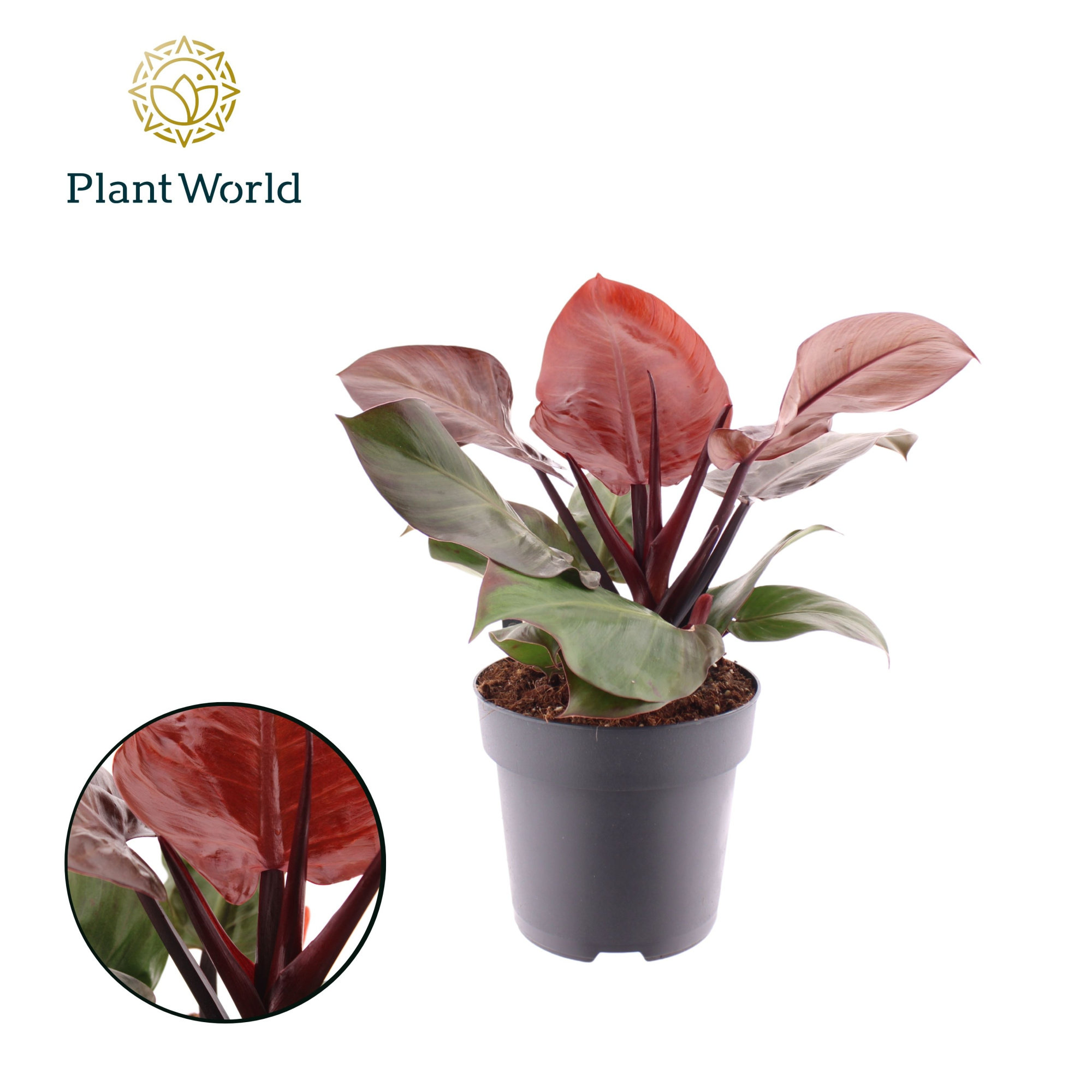 Philodendron Cherry Red, D 19 cm