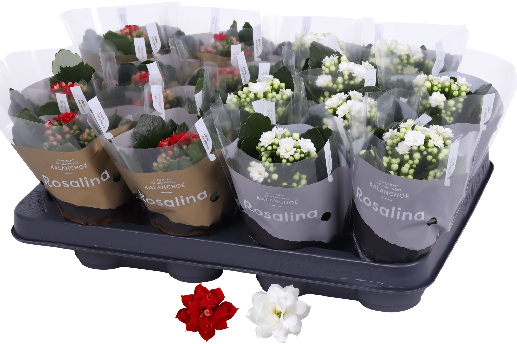 KP-620.22 - Kalanchoe Rosalina 07cm goud en zilver, D 7