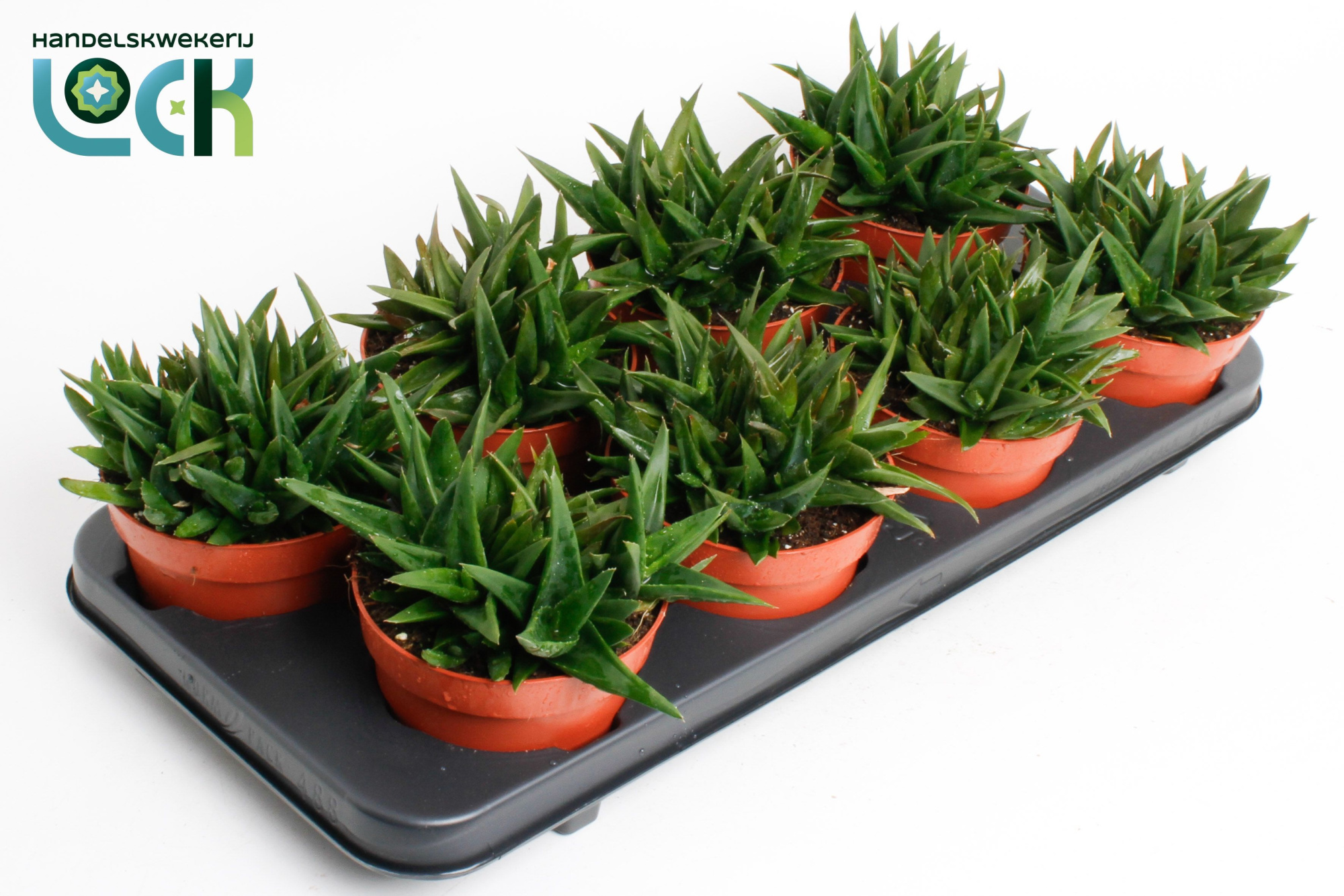 Haworthia Pentagona, D 12 cm